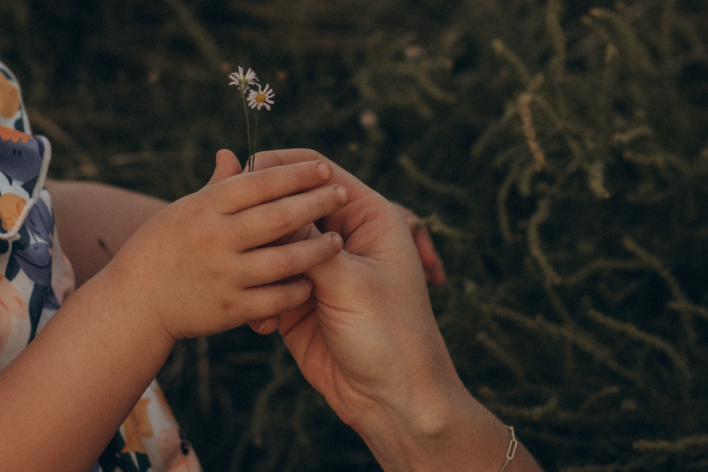 Golden Hour. Lens Captures Life