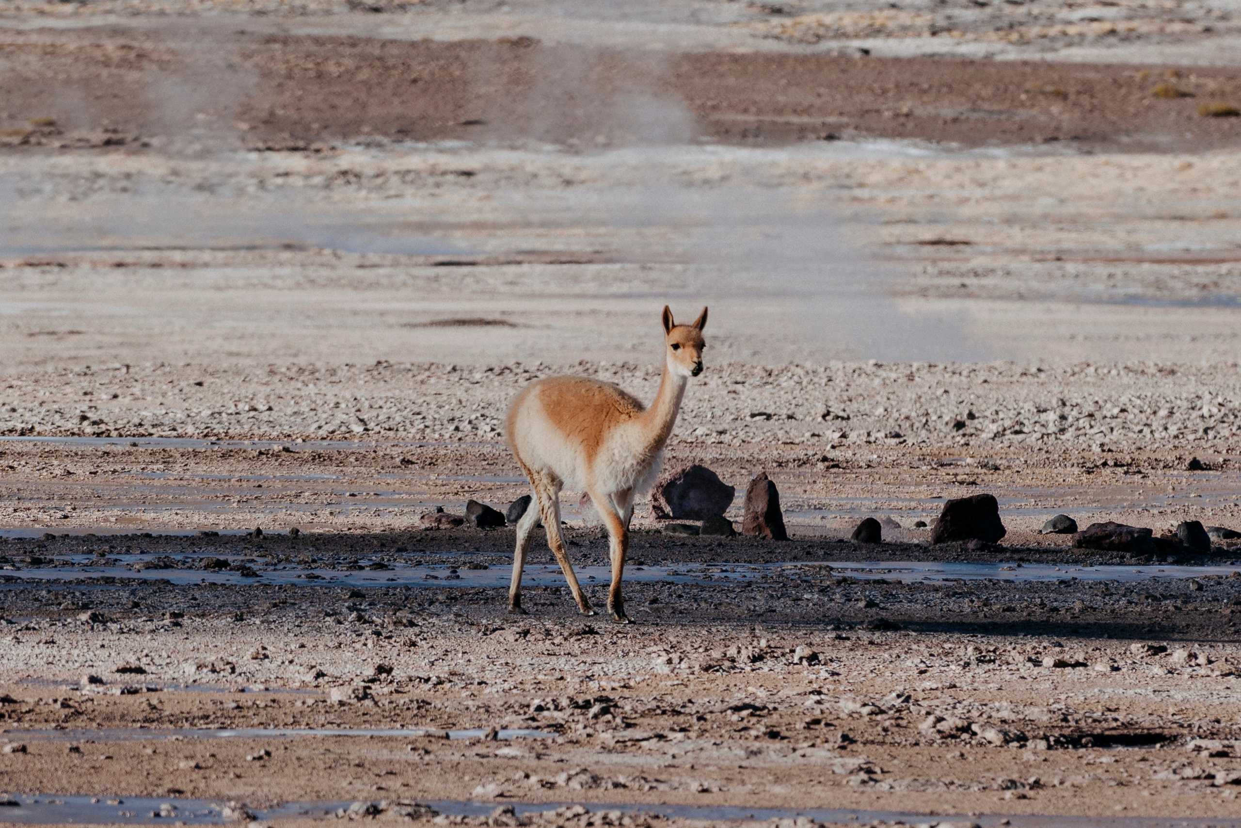 Geyser El Tatio (cobertura en tour privado). Principal