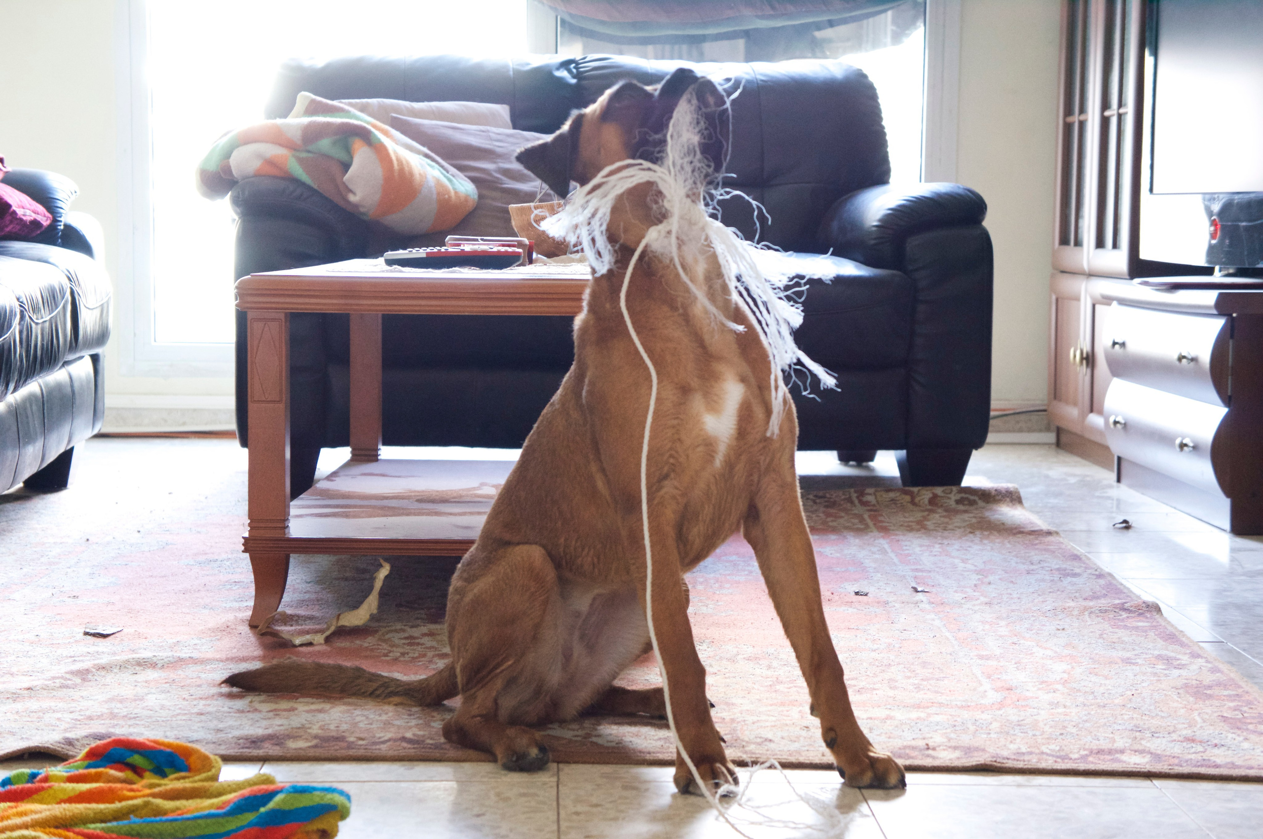 My ״Star״ Boxer Dog