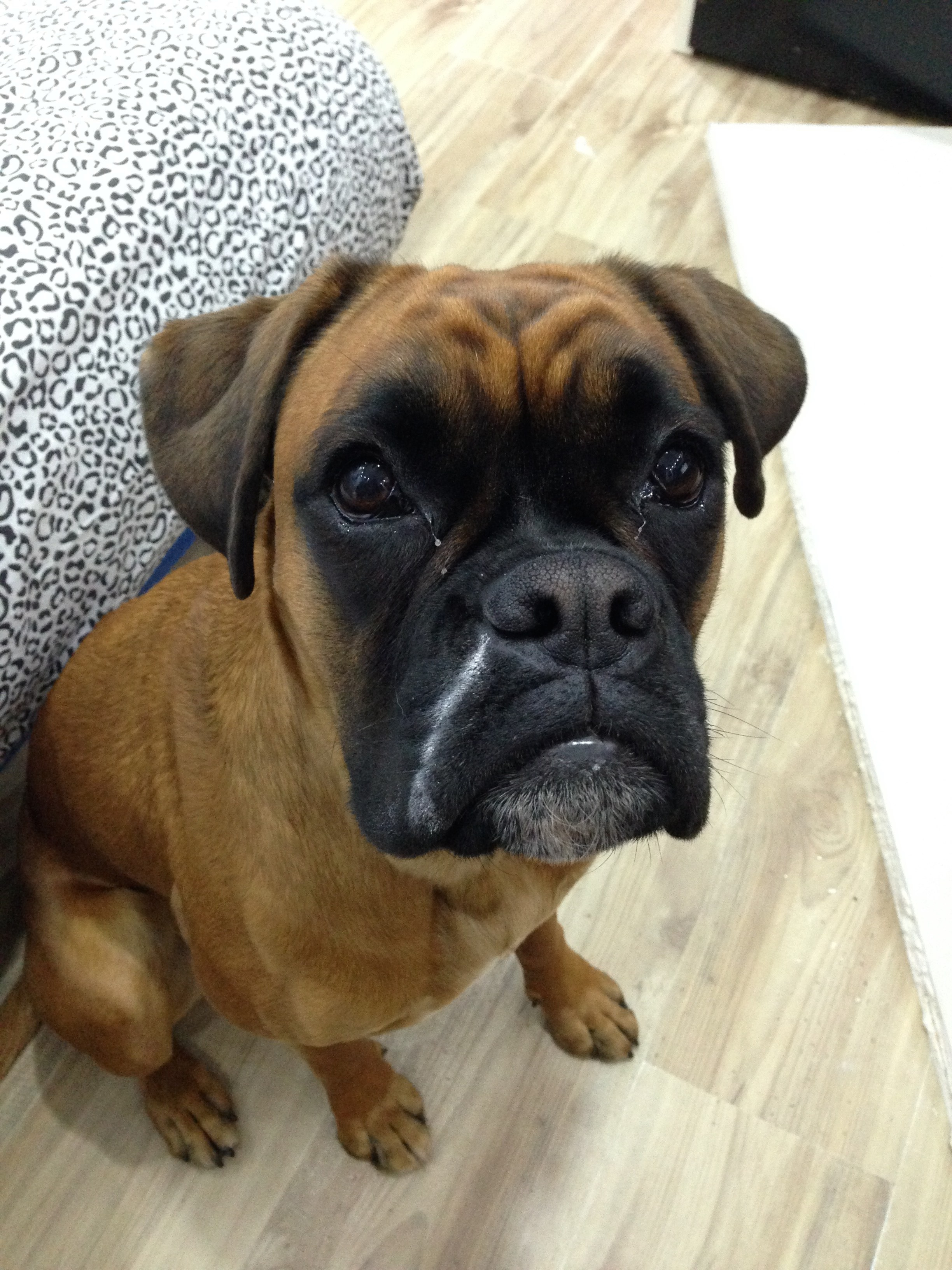 My ״Star״ Boxer Dog