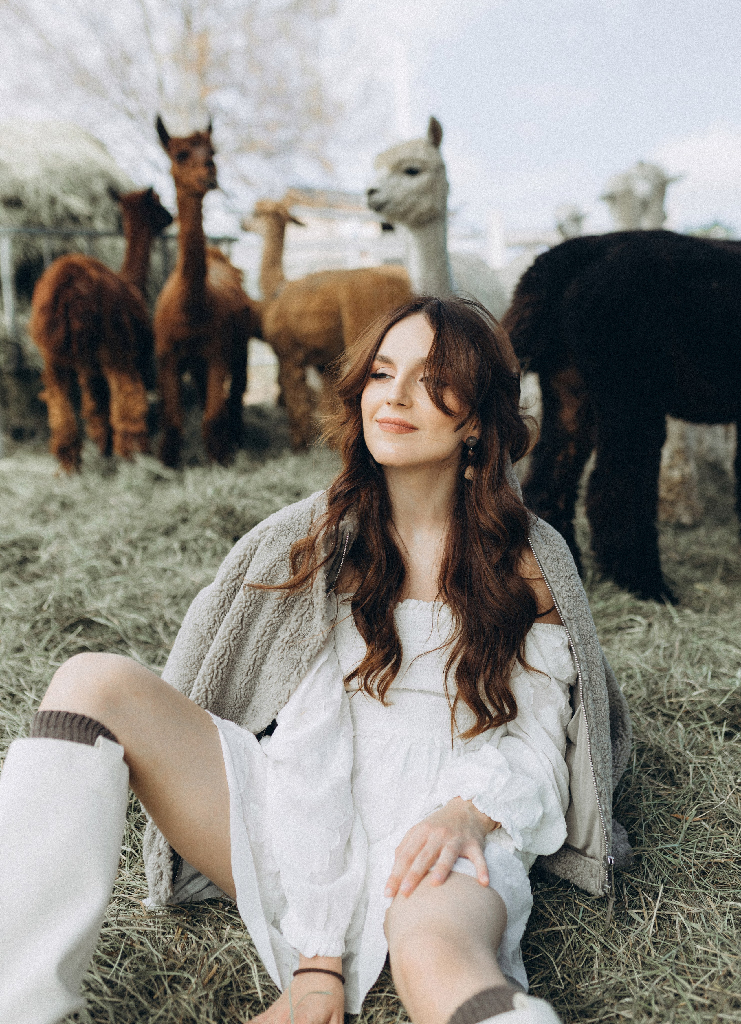 Alpacas Farm. Chernenko.photography