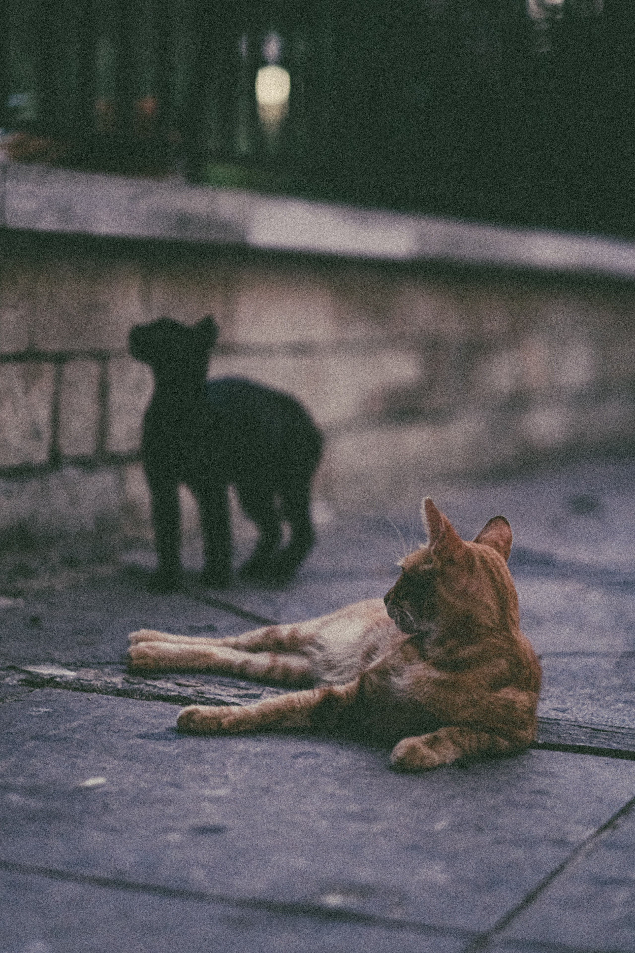 Stray Cats 🐈‍⬛  📍 Limassol | Cyprus | Yukophotography