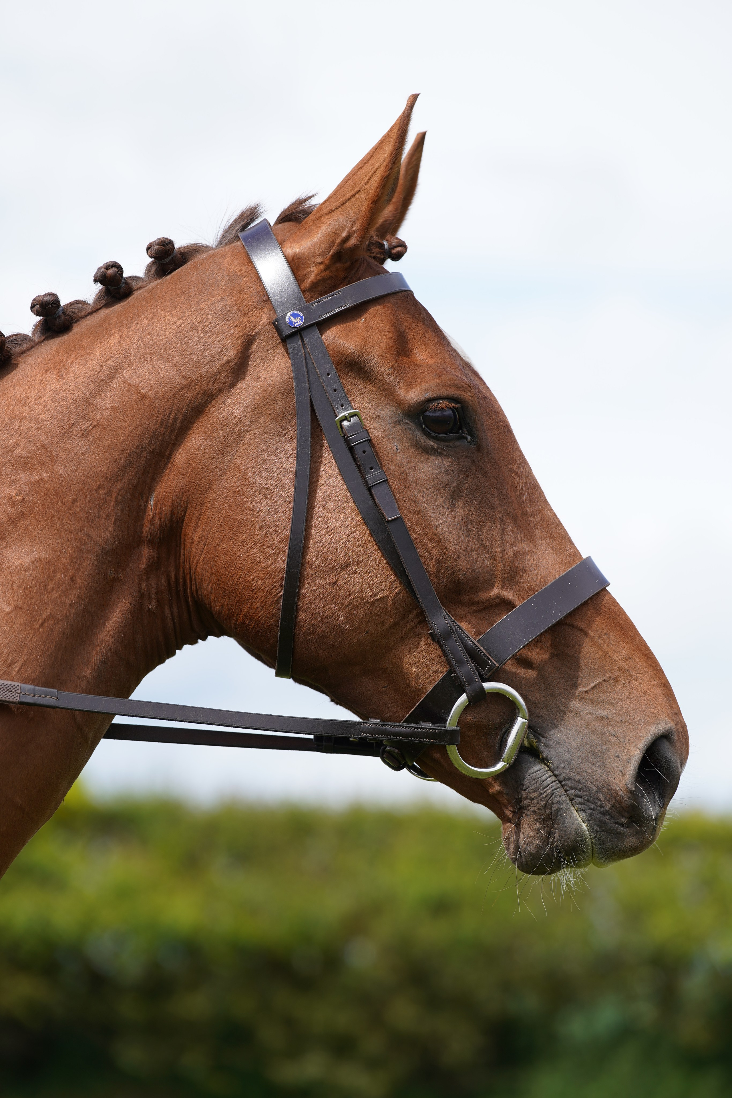 Headshots. Leicestershire Equine Photography by El | Authentic Equine Portraits & Events