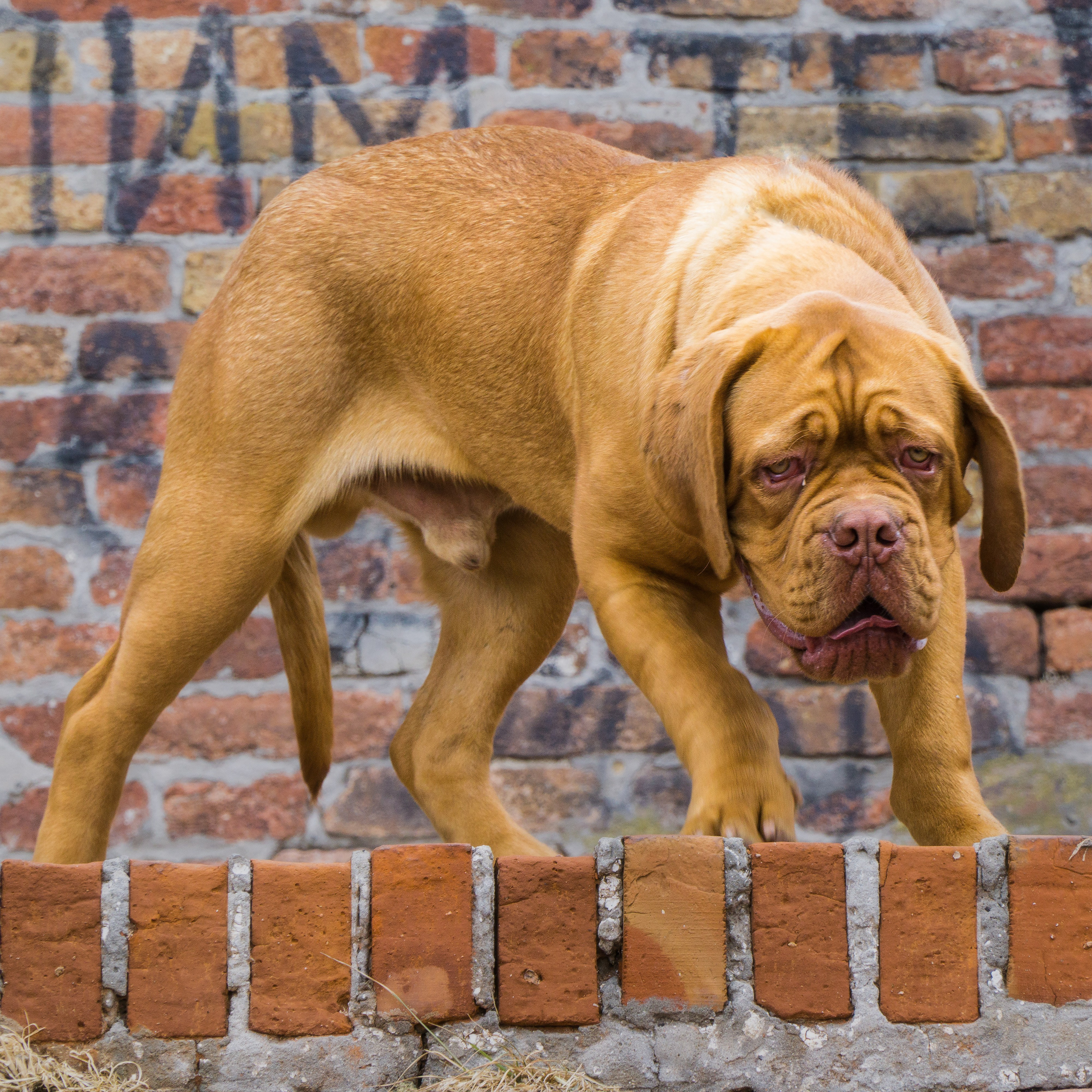 Câini. Pagina principală