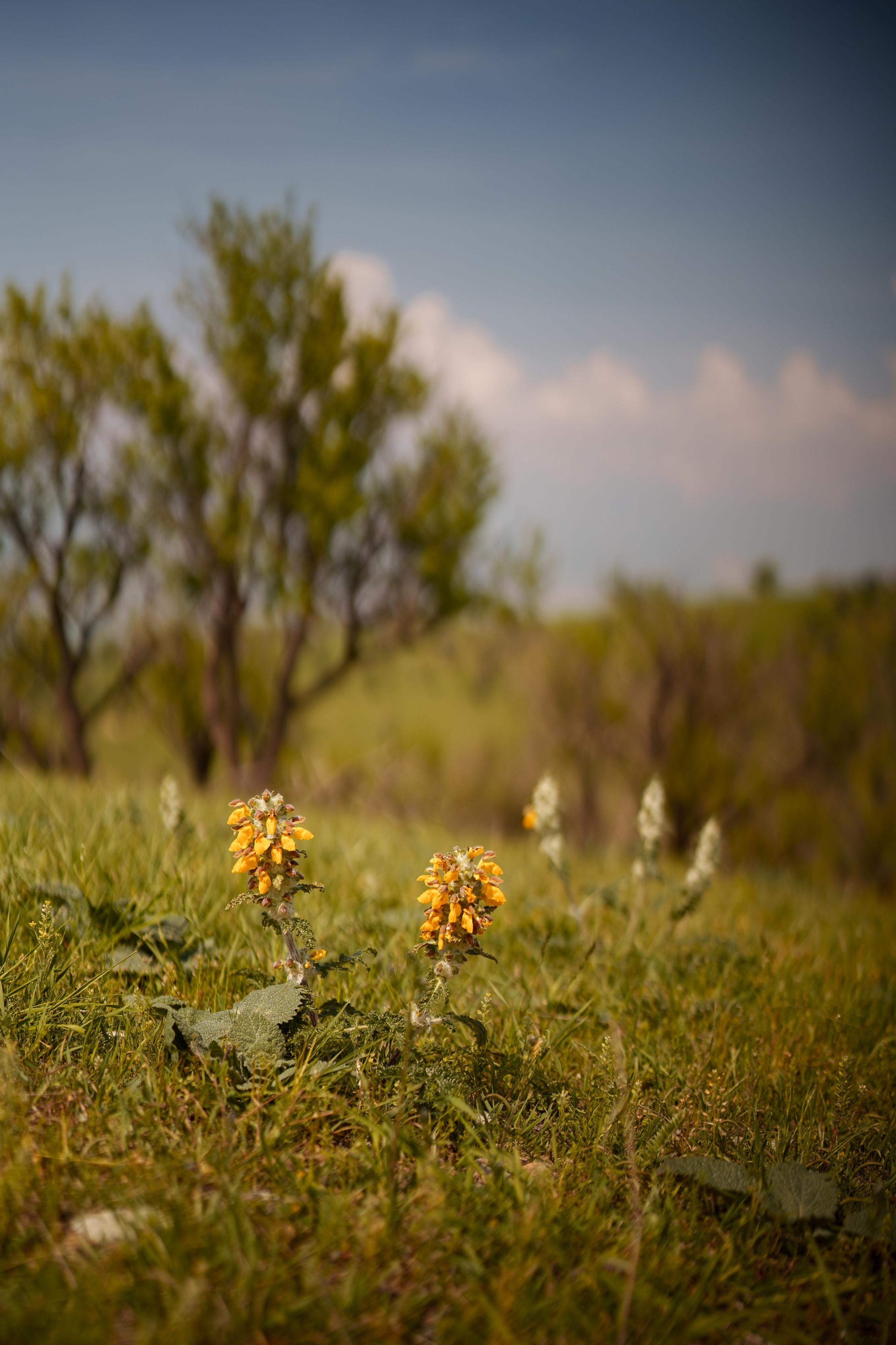 SIGMA 50 mm F1.2 DG DN Art. Фотограф Григорий Кравец