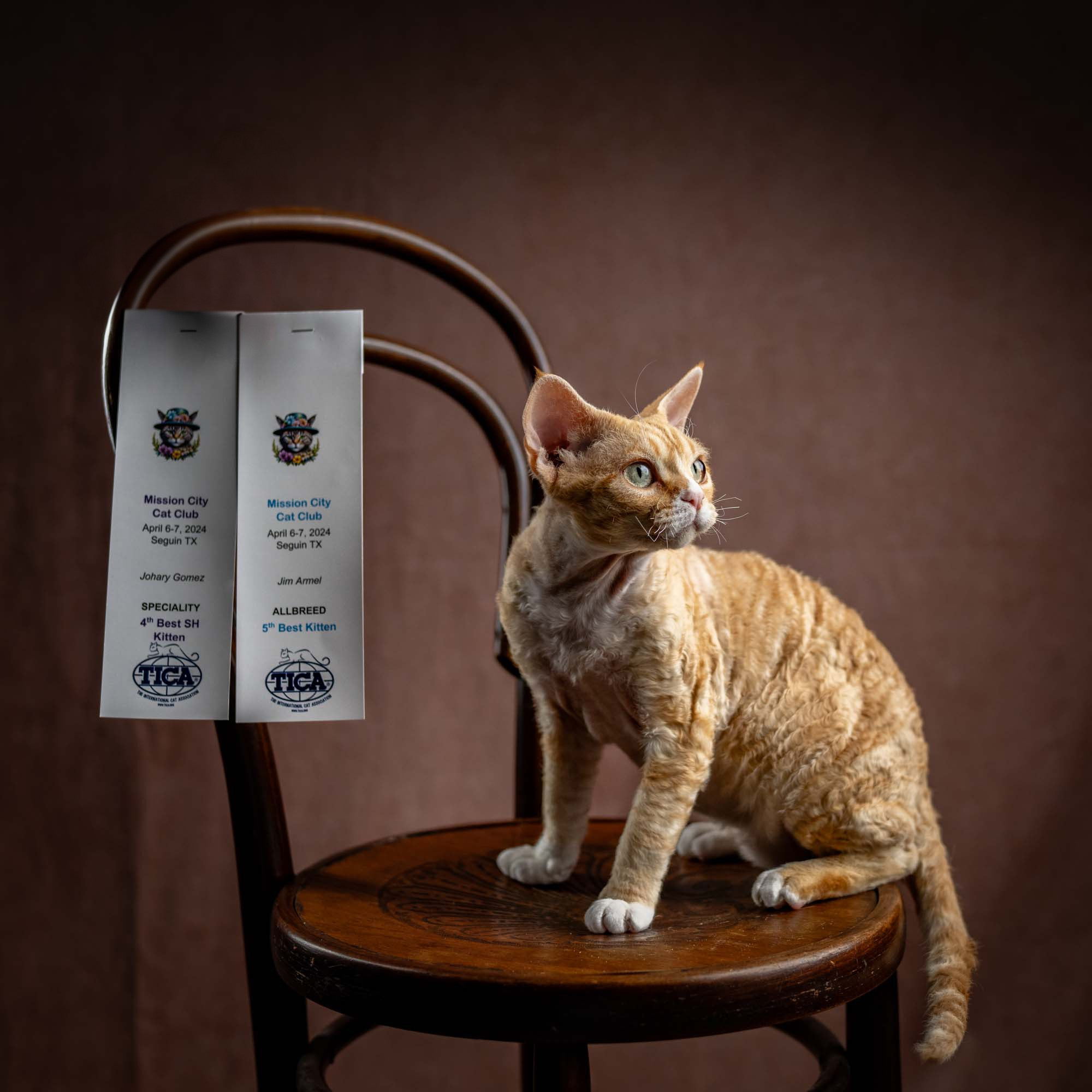 Choux. Devon Rex Pixie Cattery