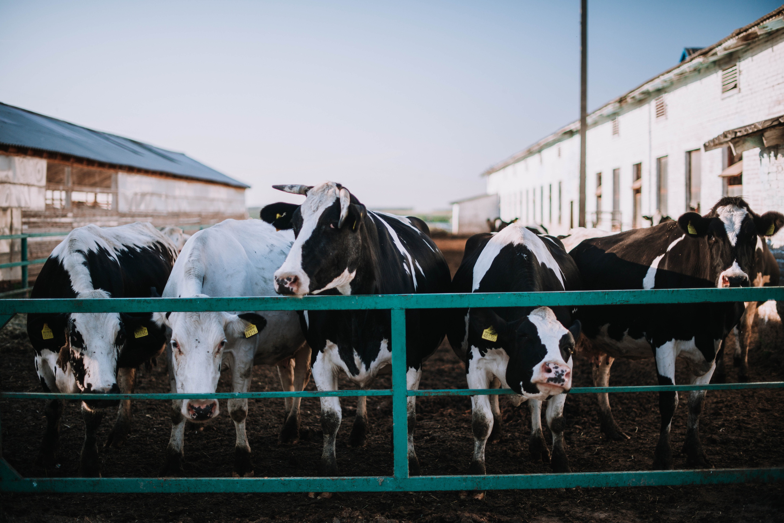 Alina, Stas, Mark. Home page