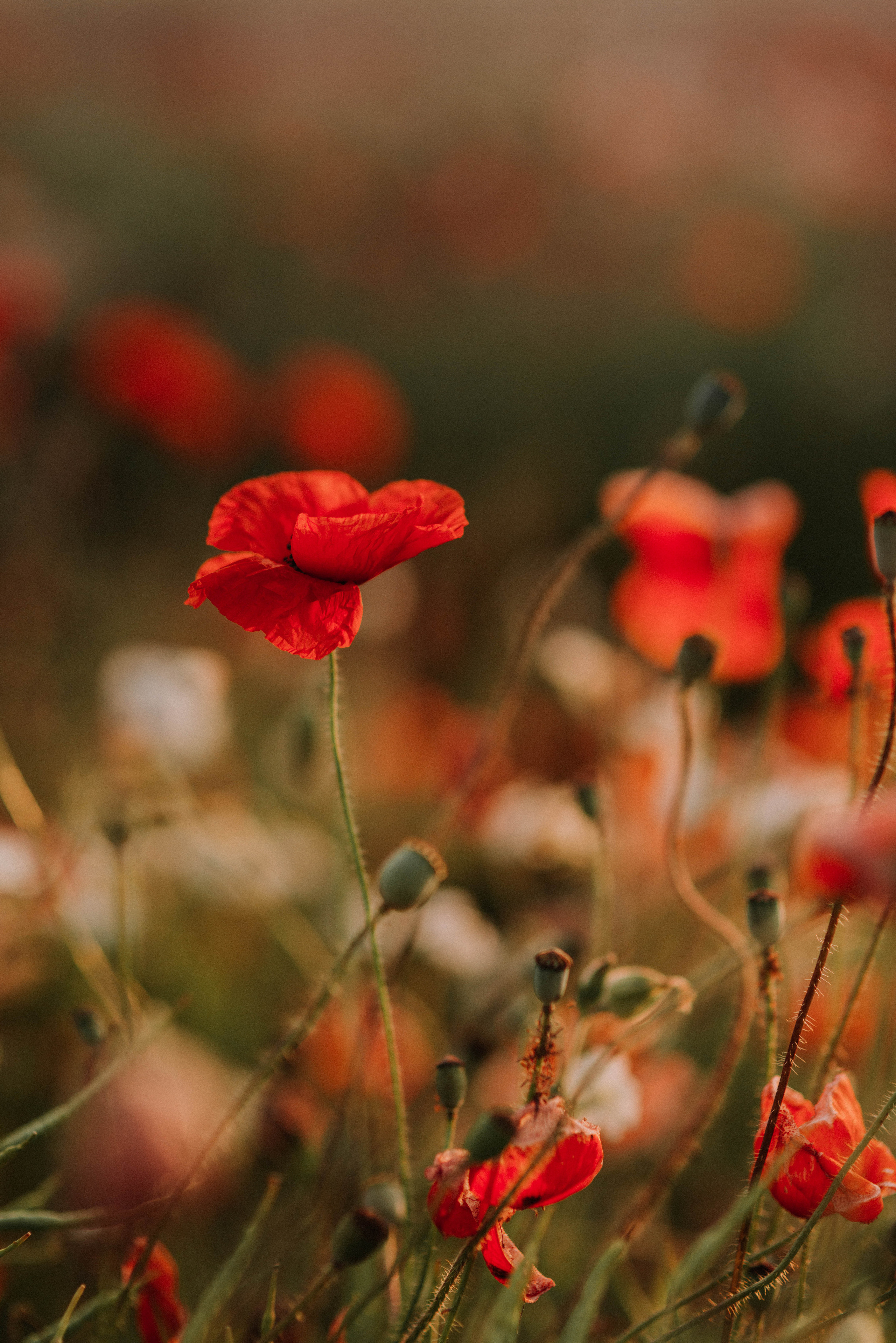 Jasen I Tania. Home page