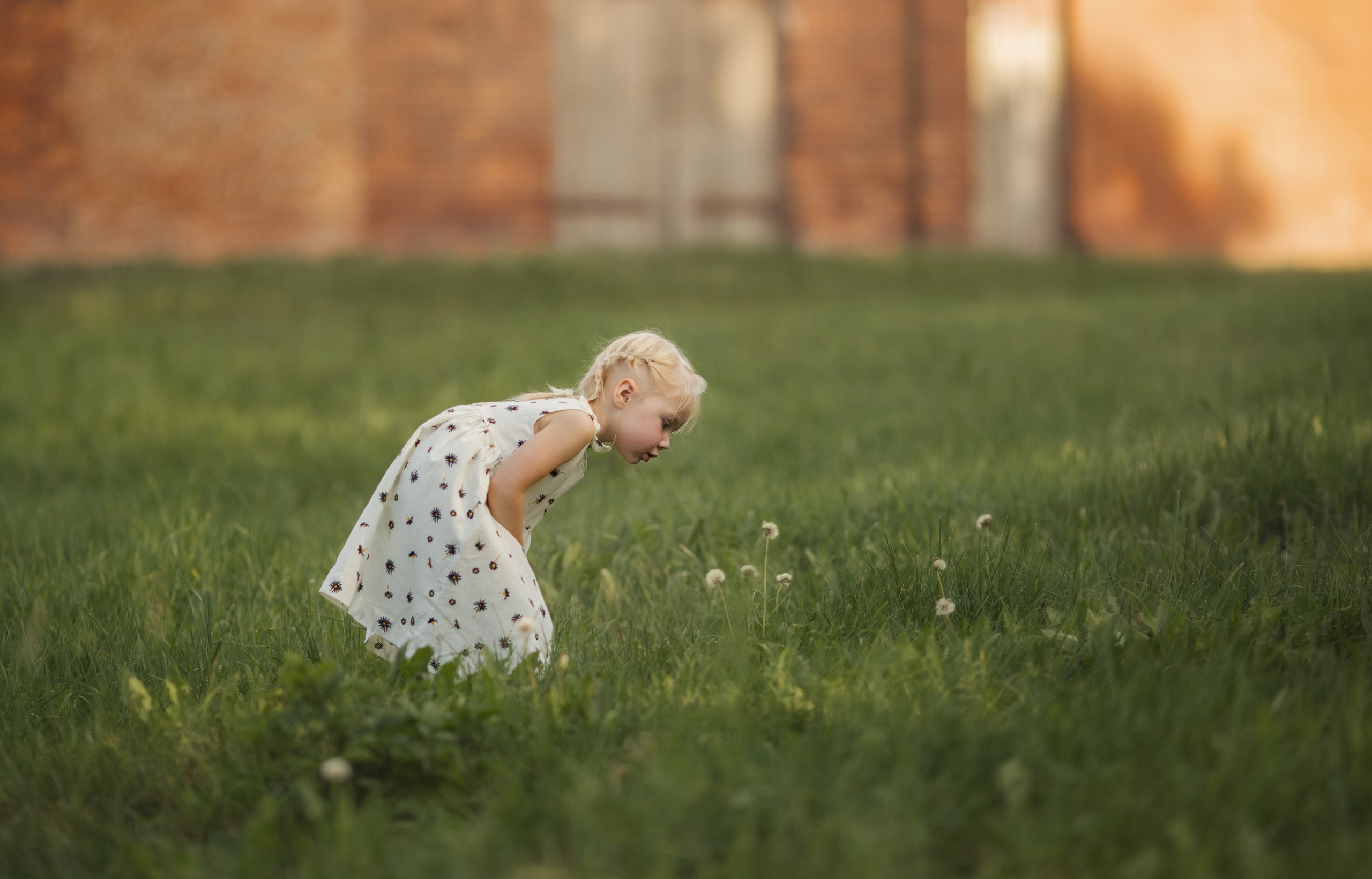 Family walk in a chamomile field. Family photographer in Vilnuis Svetlana Naumova