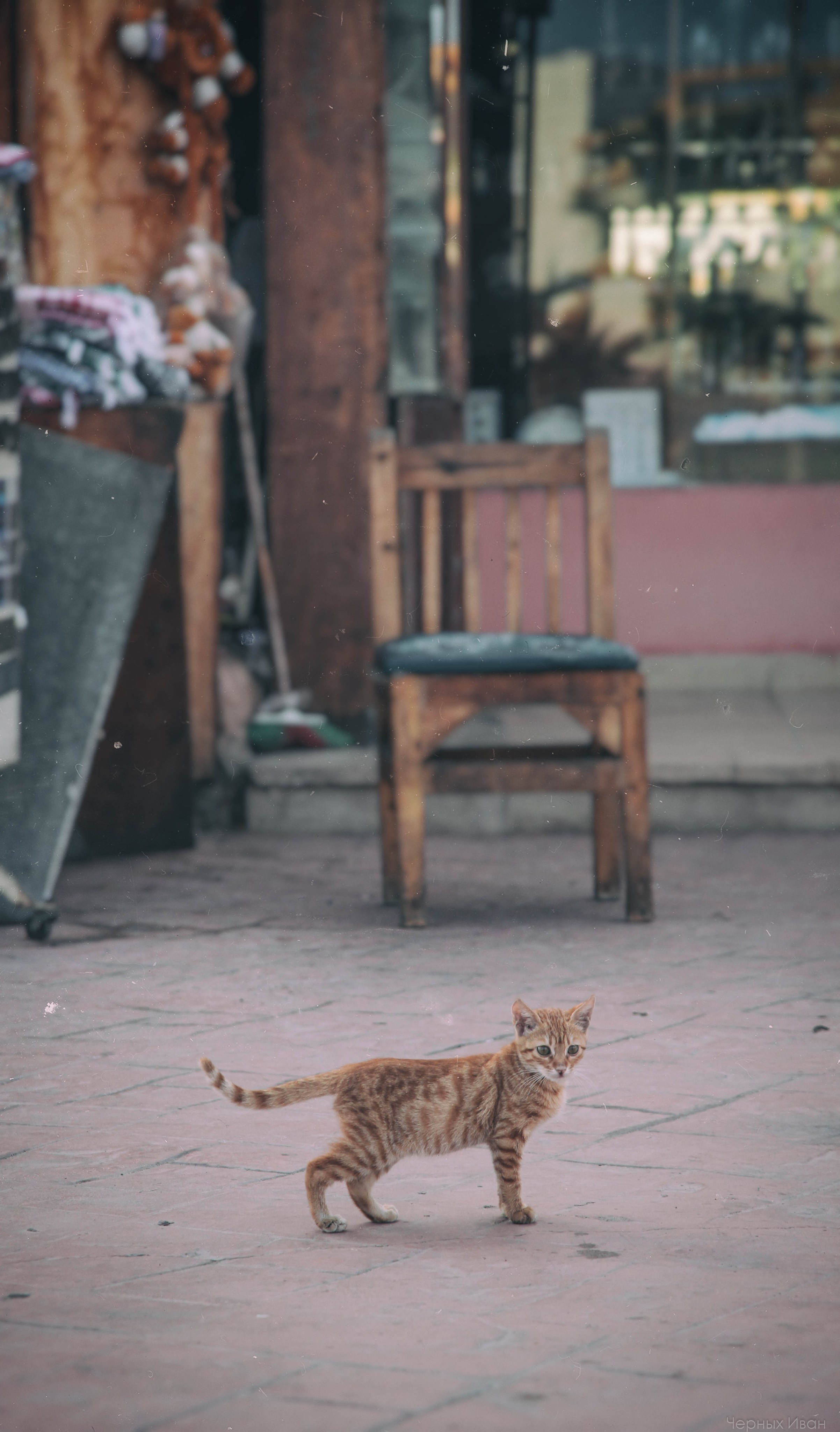 Кот шпедингера. Стрит-фотография, полная абсурда, идиотизма и красоты