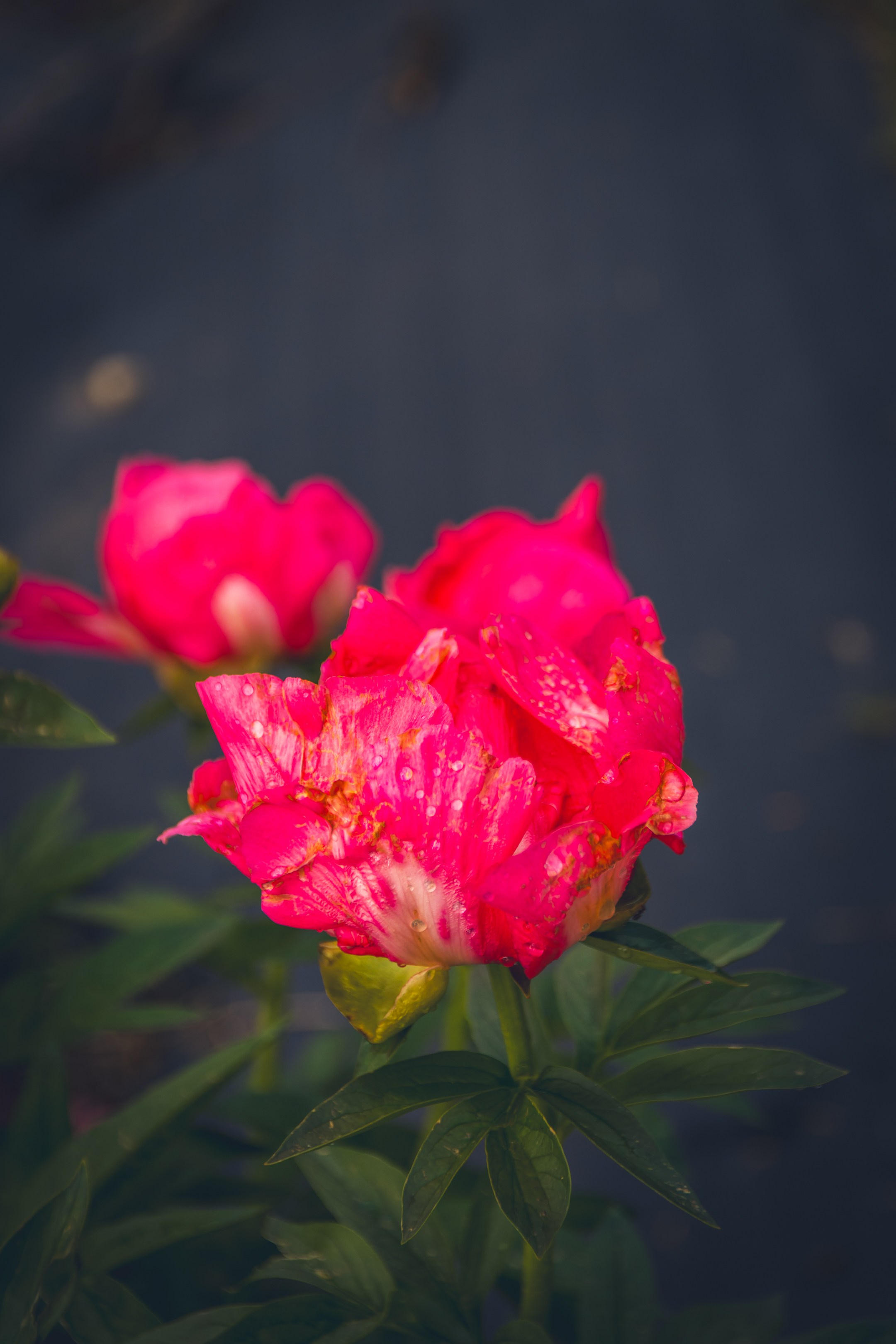 Saarema, reis. Nebula 25 — Fotod teie hingele