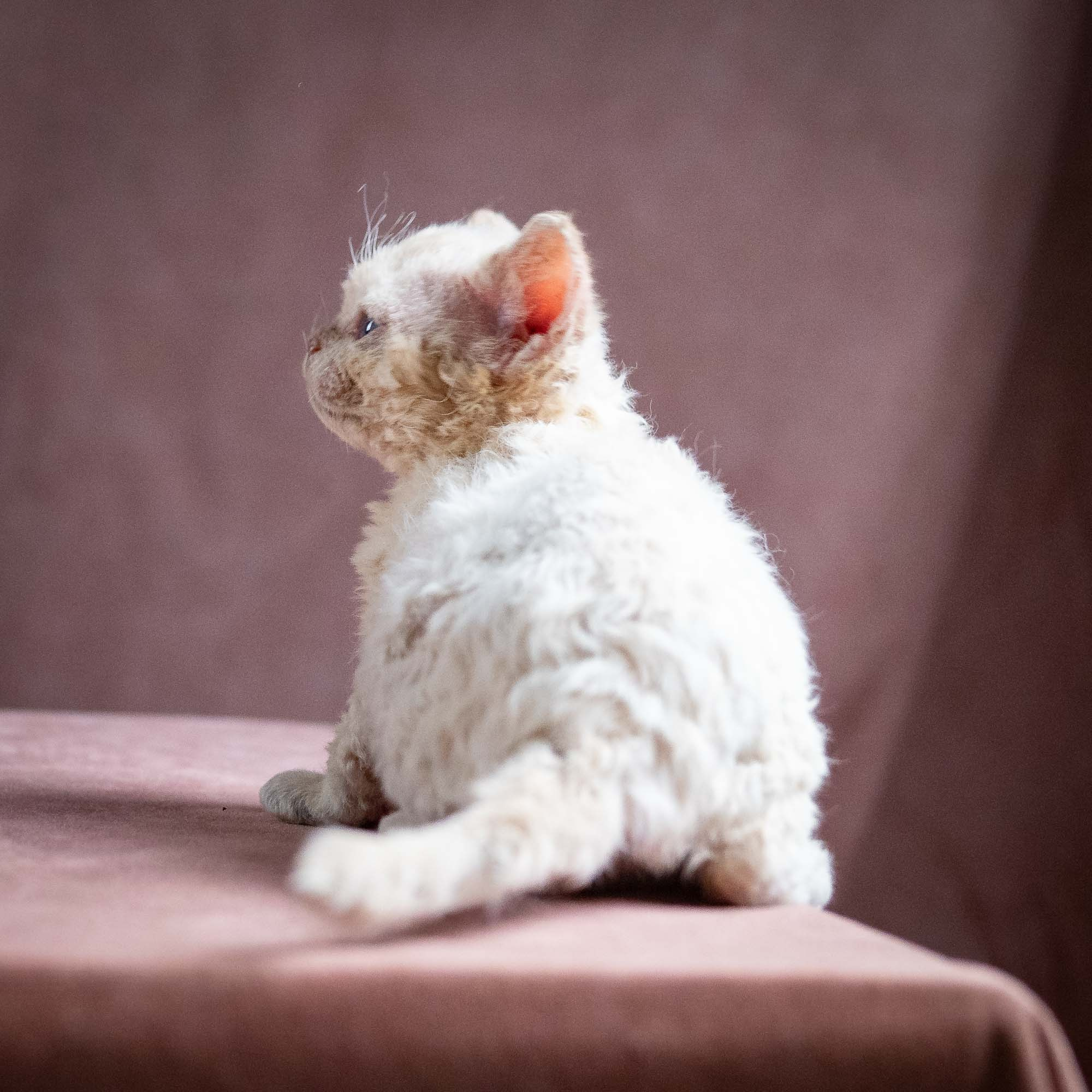 Quennie,  girl, born 02.14.26. Devon Rex Pixie Cattery