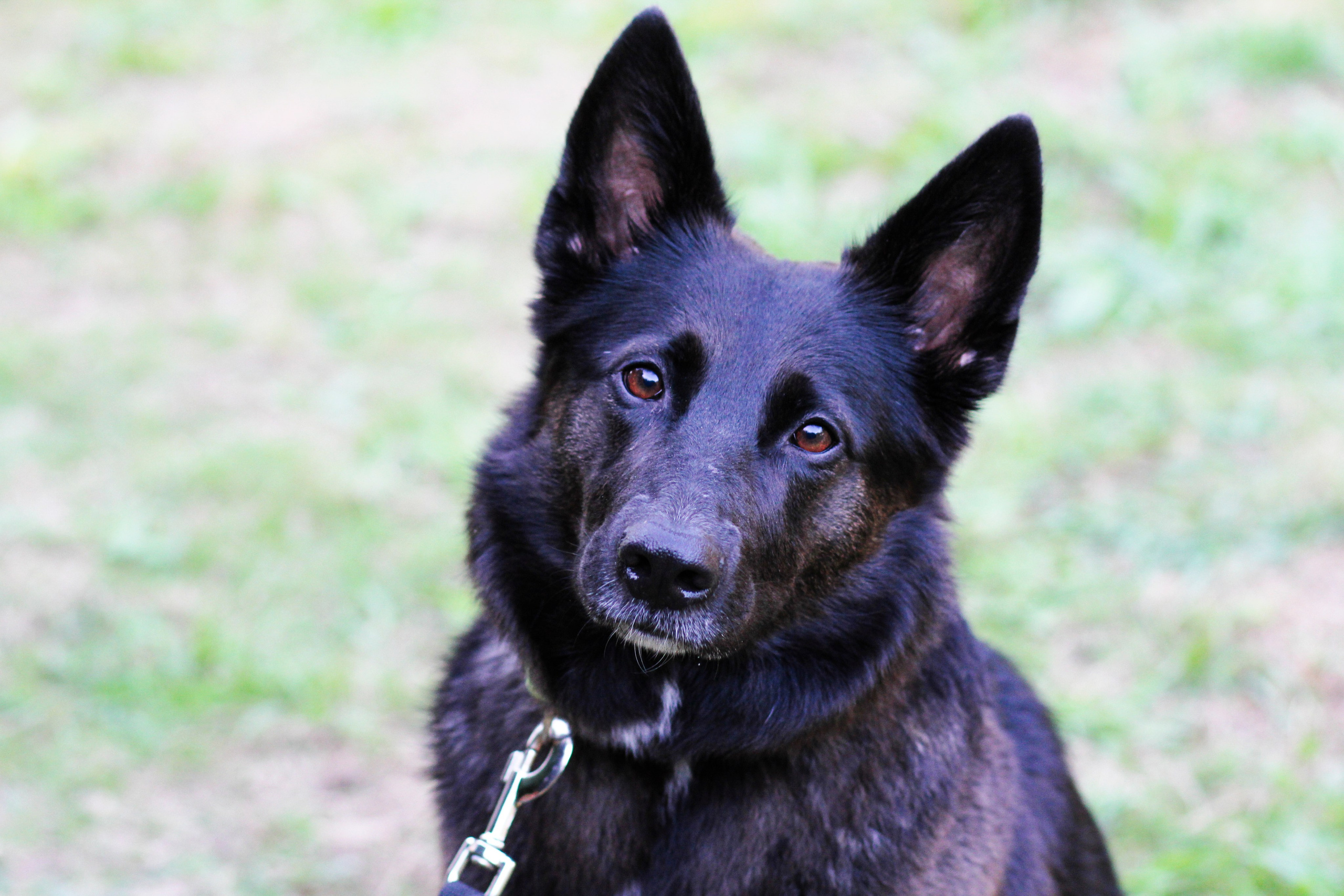 Sesiones fotográficas a mascotas. RabelByCris Fotógrafa en Coruña de Eventos, sesiones, mascotas