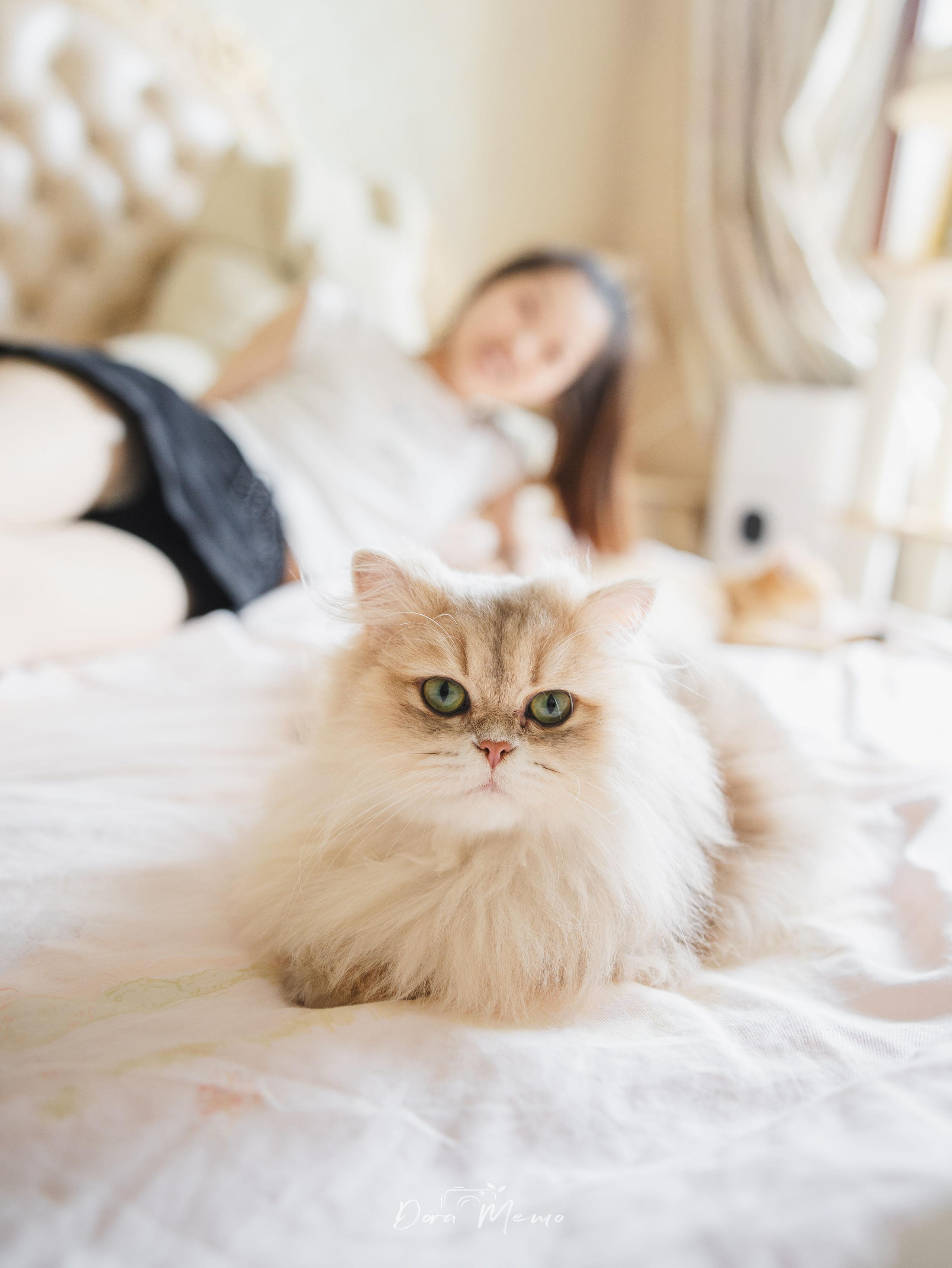 Shanghai Pet Family Photography | A Cat’s First Birthday at Home