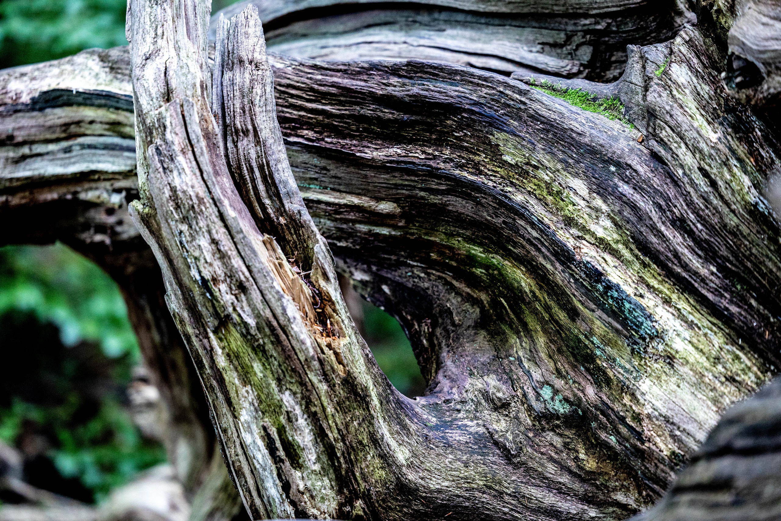 Efterår. Fotograf Aarhus | Portrætfoto Århus | Flotte billeder