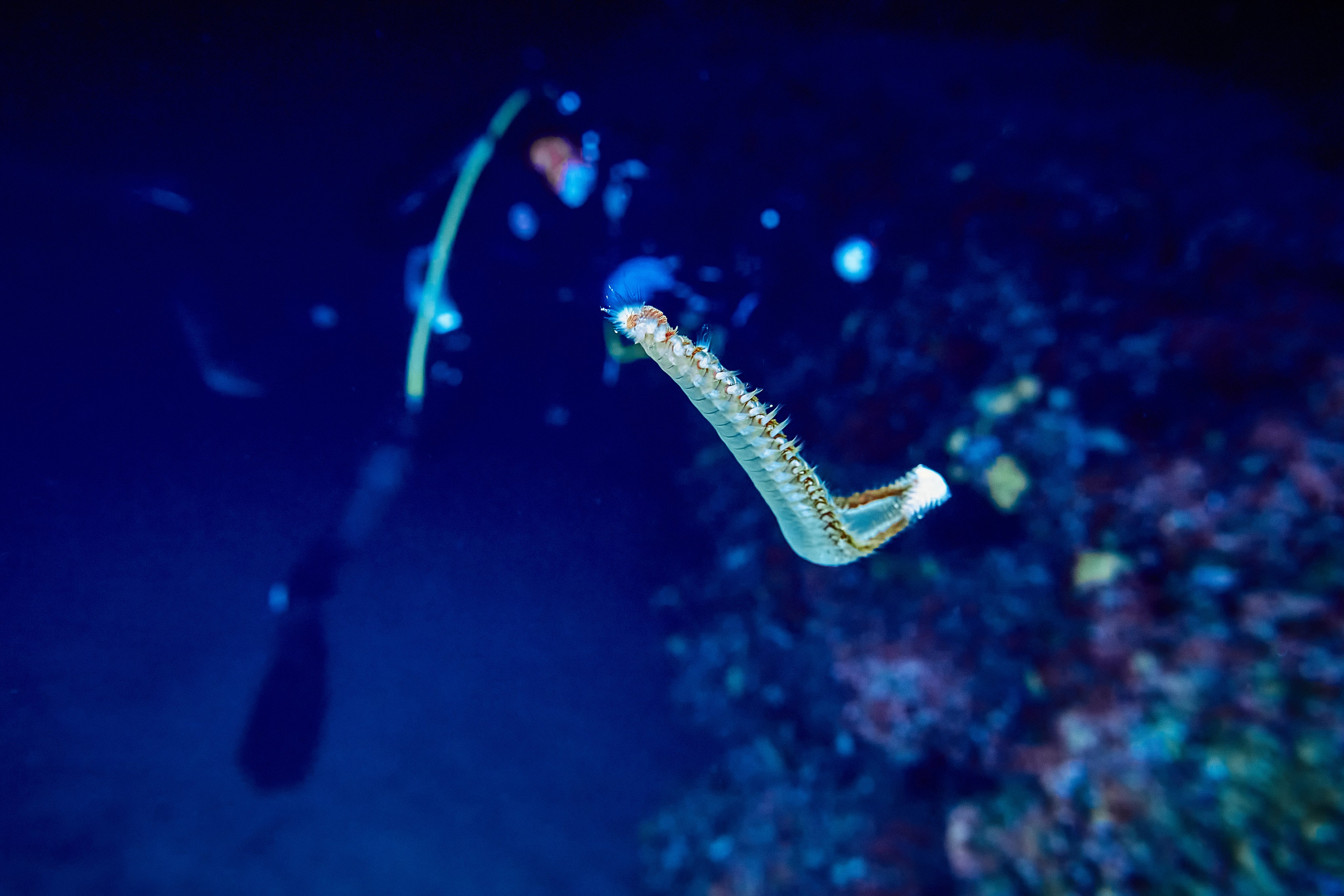 Mieszkańcy mórz. Andriej Szypilow — Photography & Videography