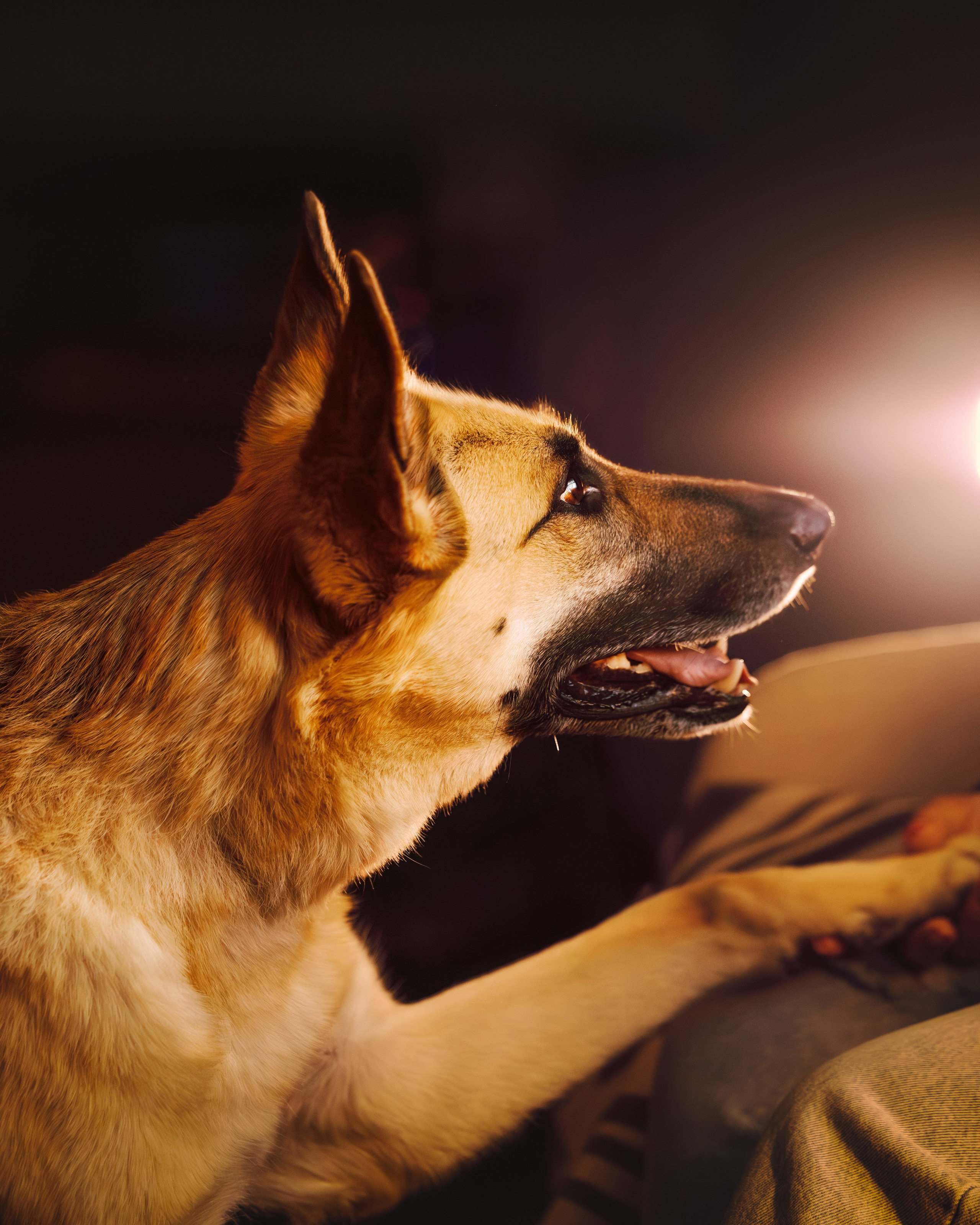 Pet Photographer Viktoriya Aleshenko