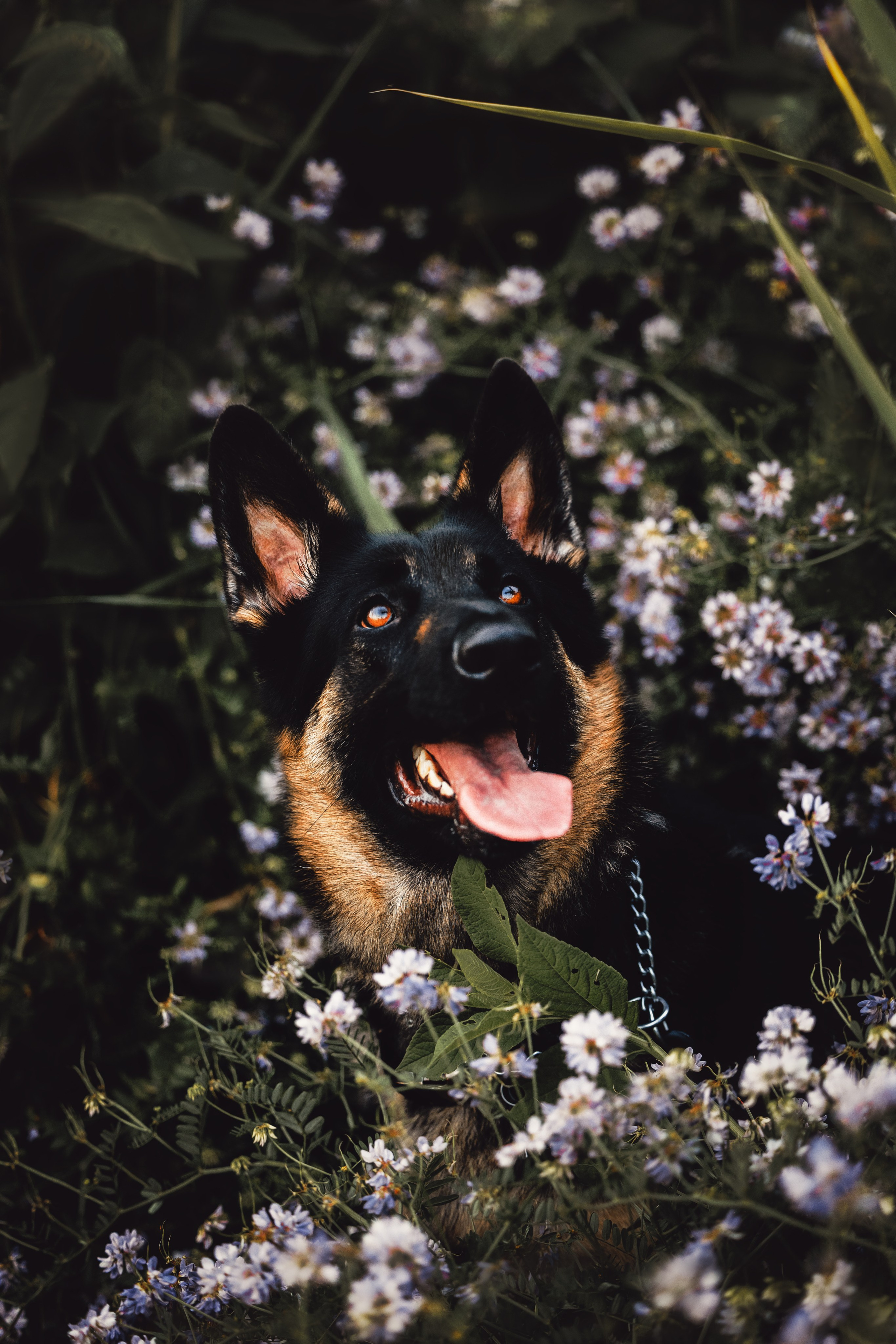 Frida & Frank. Pet Photographer Viktoriya Aleshenko