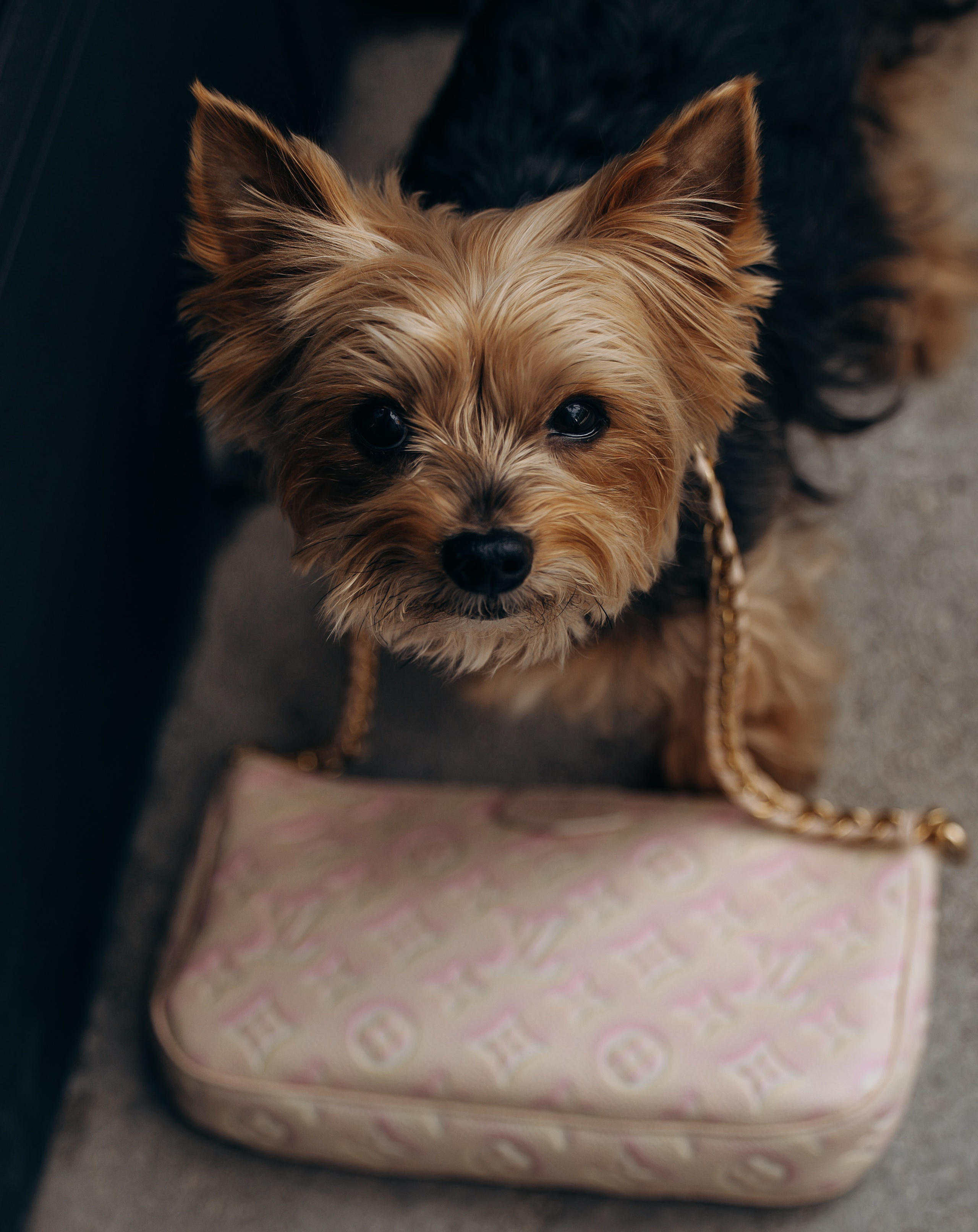 Mars & Alexandra. Pet Photographer Viktoriya Aleshenko