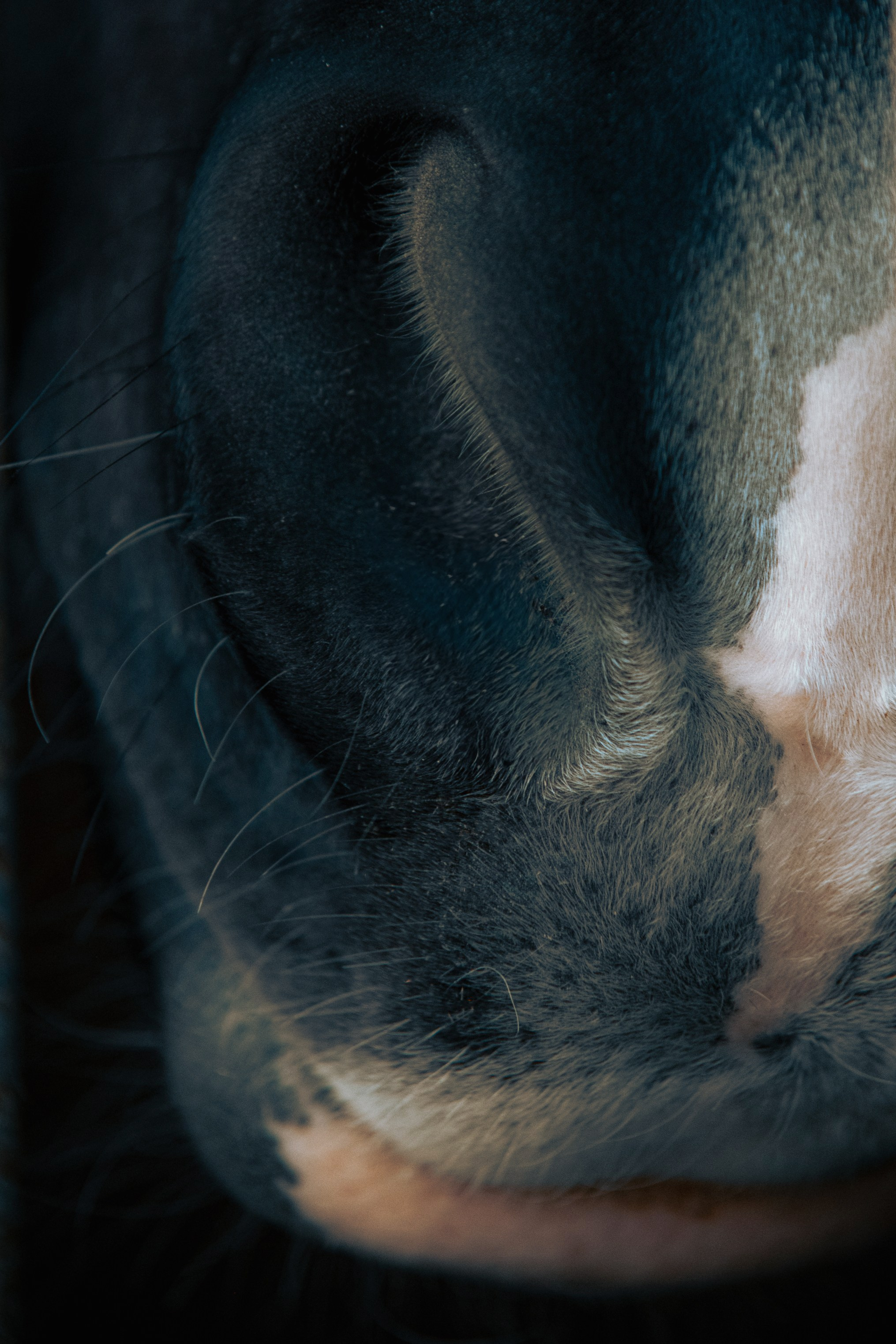 HORSES. Anastasiia Antoniuk portrait, family and couple photographer, Portugal