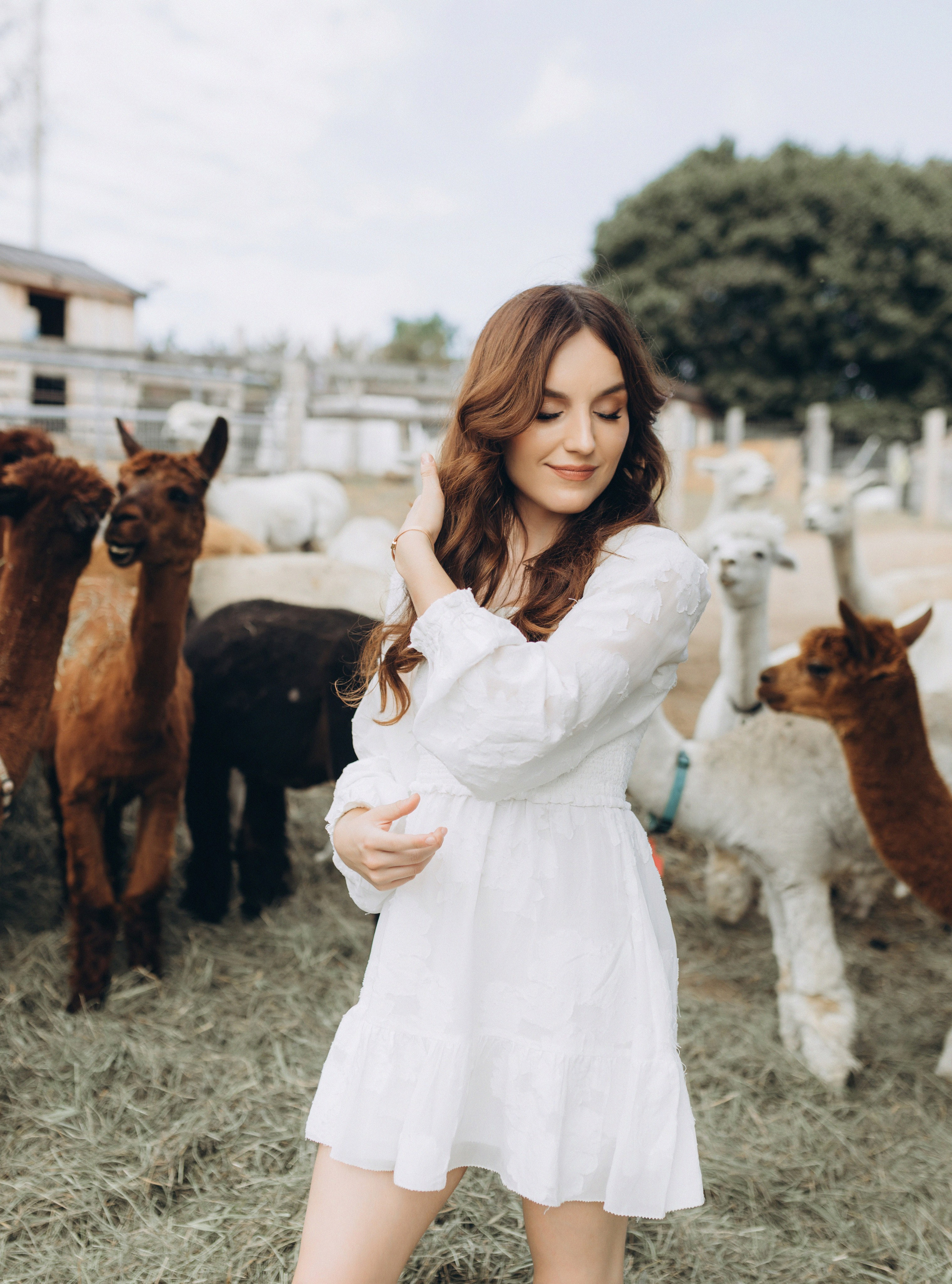 Alpacas Farm. Chernenko.photography