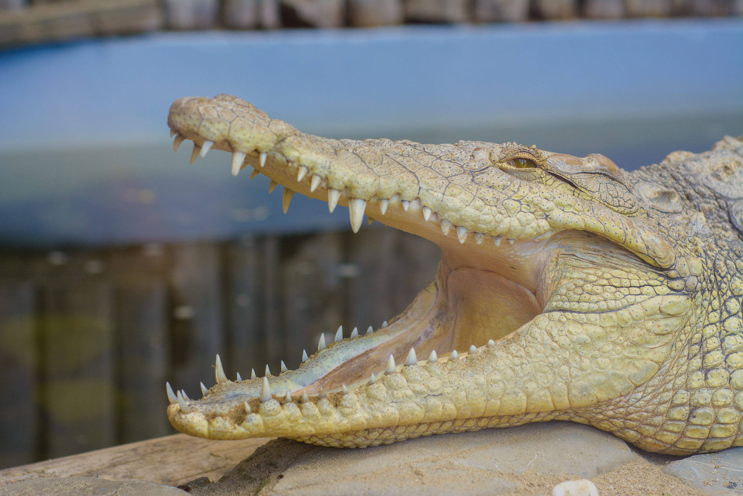 ~Animale si alte vietati~. Andreea Ivan art-Fotograf Constanta, Fotograf profesionist Constanta, Fotograf de nunta Constanta, botez, sedinte foto cu tematica, portret