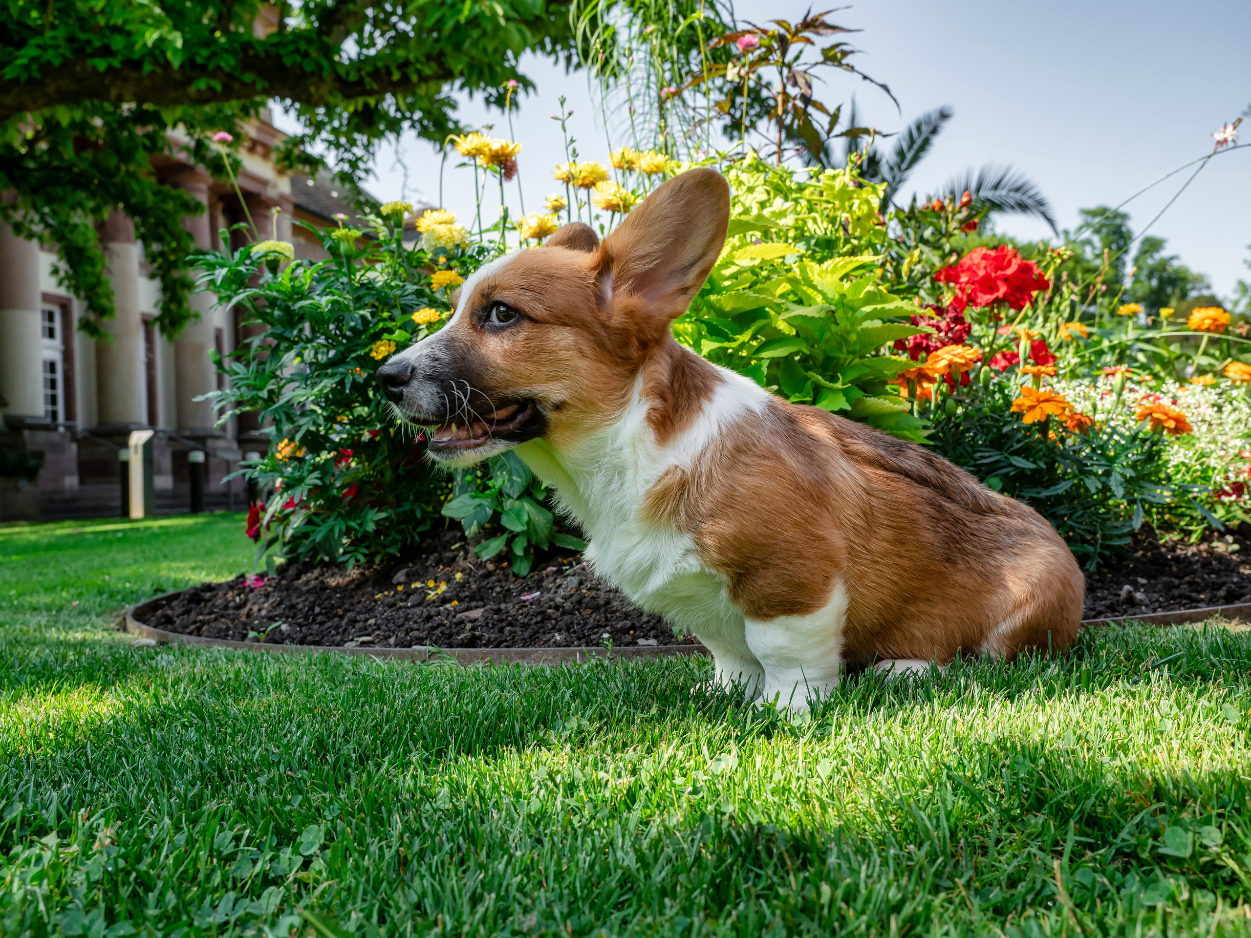 Puppies 03/06/2025. Photographe à Strasbourg | Portraits, Studio, Enfants, Événements