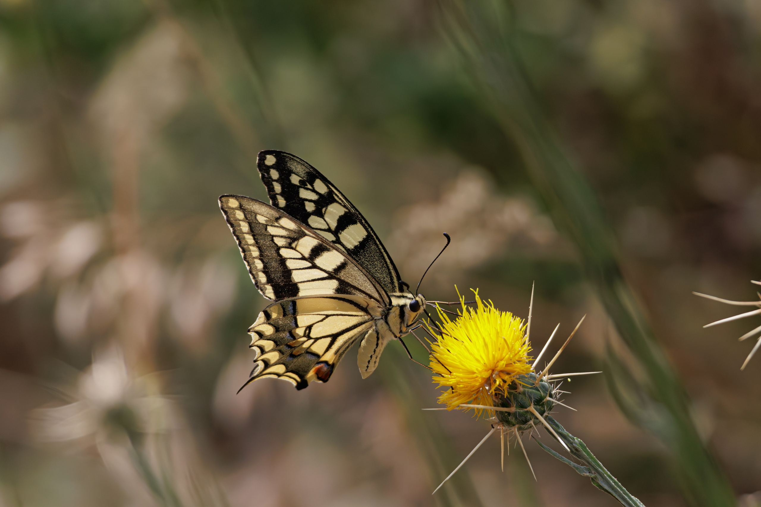გასეირნება წავკისიდან ვაკის პარკამდე. FramefreeMan