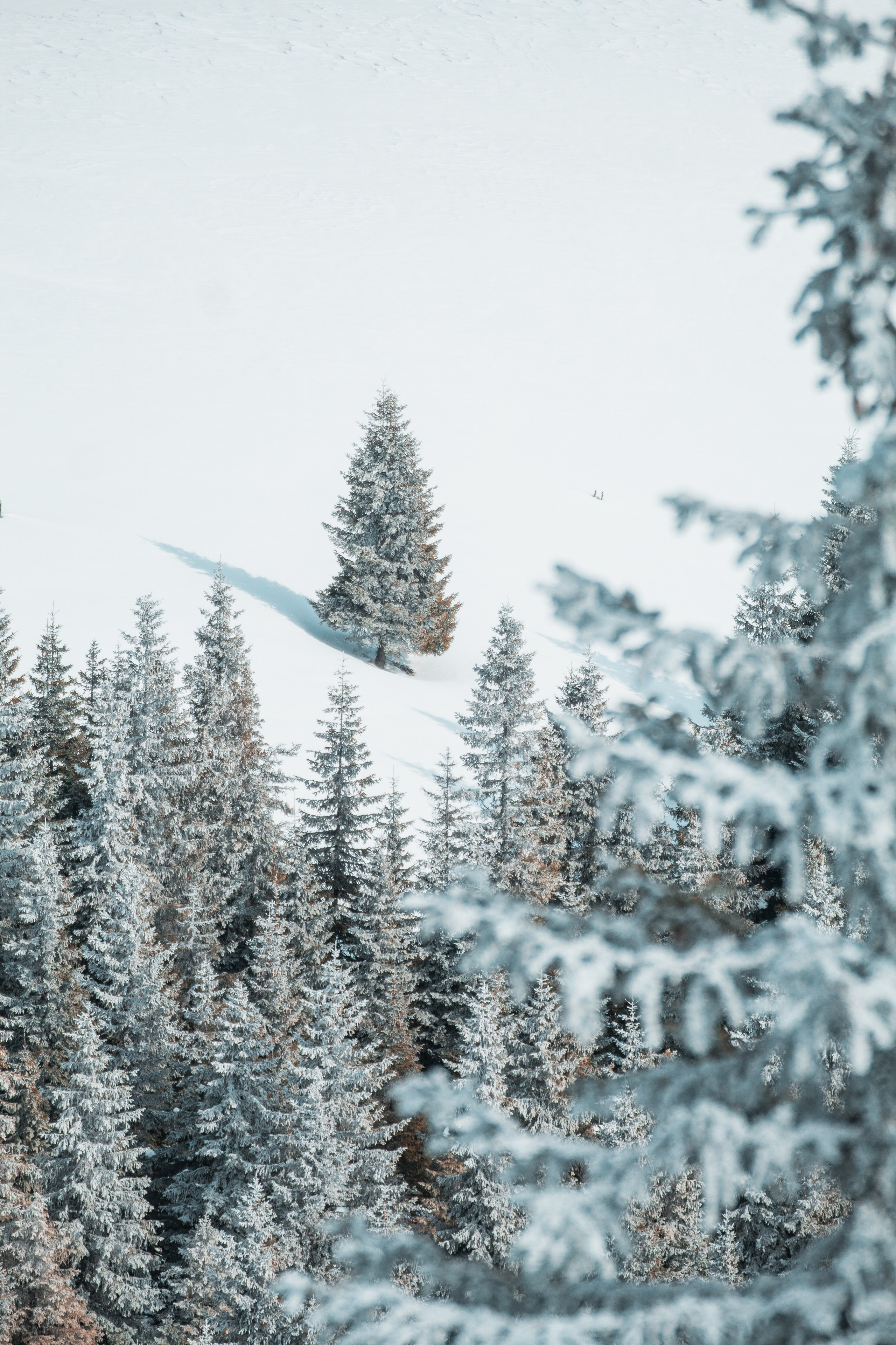 Dariussora.ro