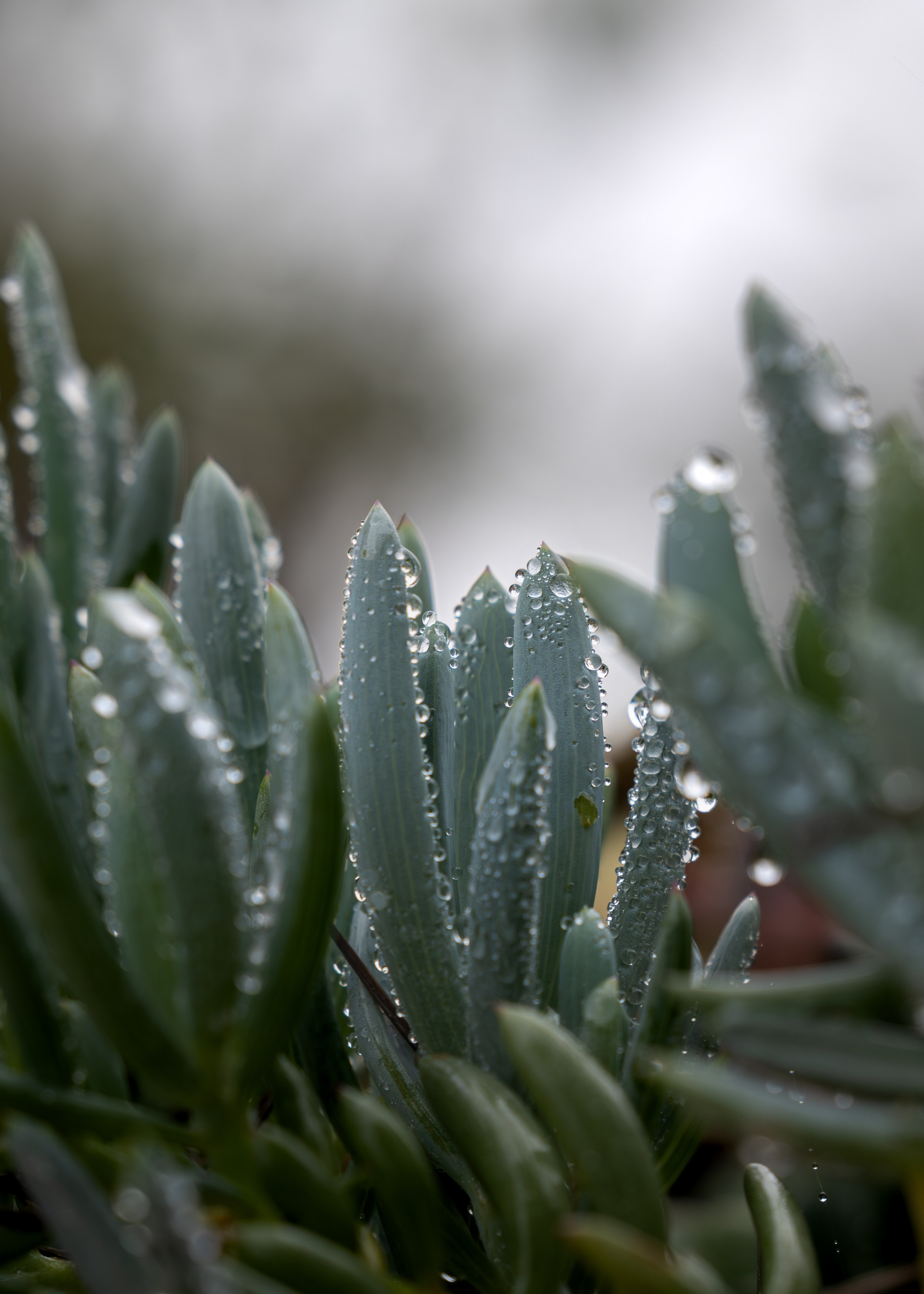 Macro Photography. Prime_Frame_Studio