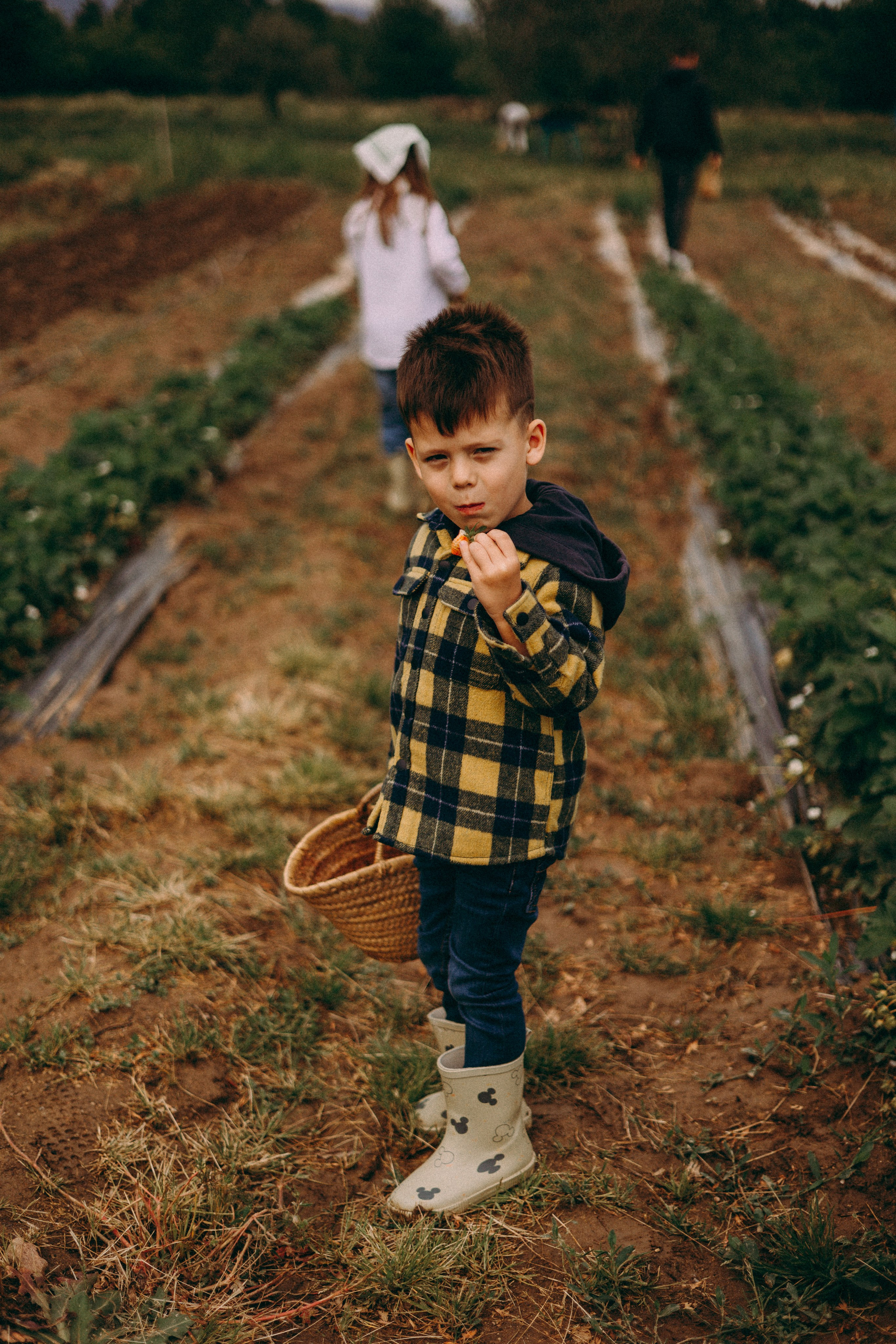 Cueilette fraise. Photographe en Côte d’Azur