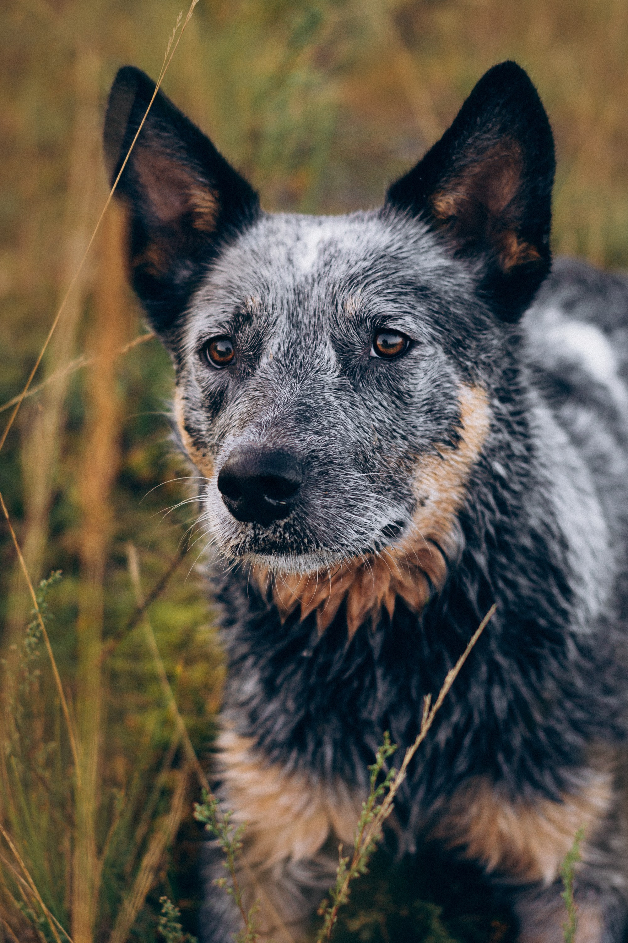 Dakota, Australian Cattle Dog. Kat Laisaar — Pet photographer in Tallinn