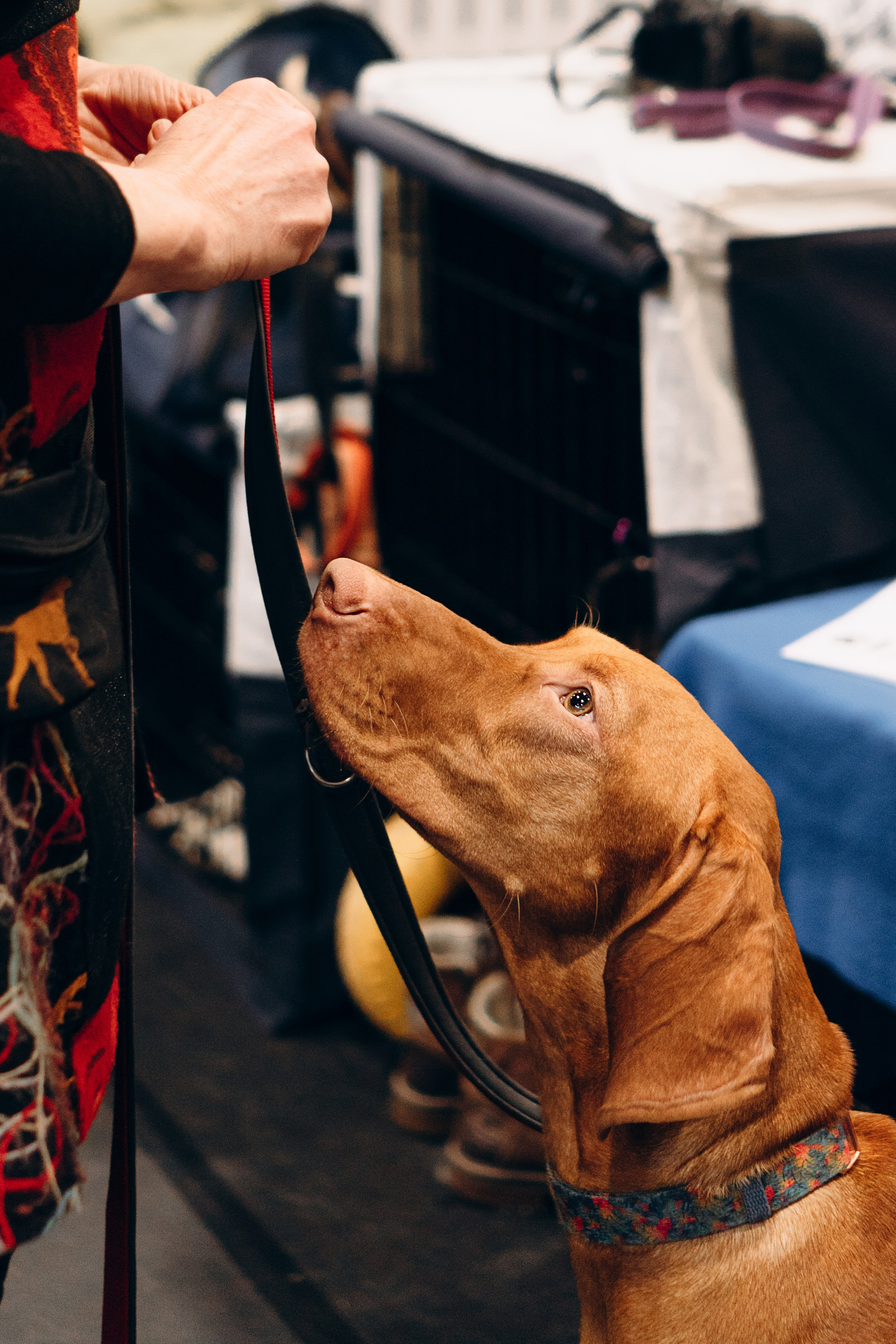 Pärnu dog weekend photo report. Kat Laisaar — Pet photographer in Tallinn