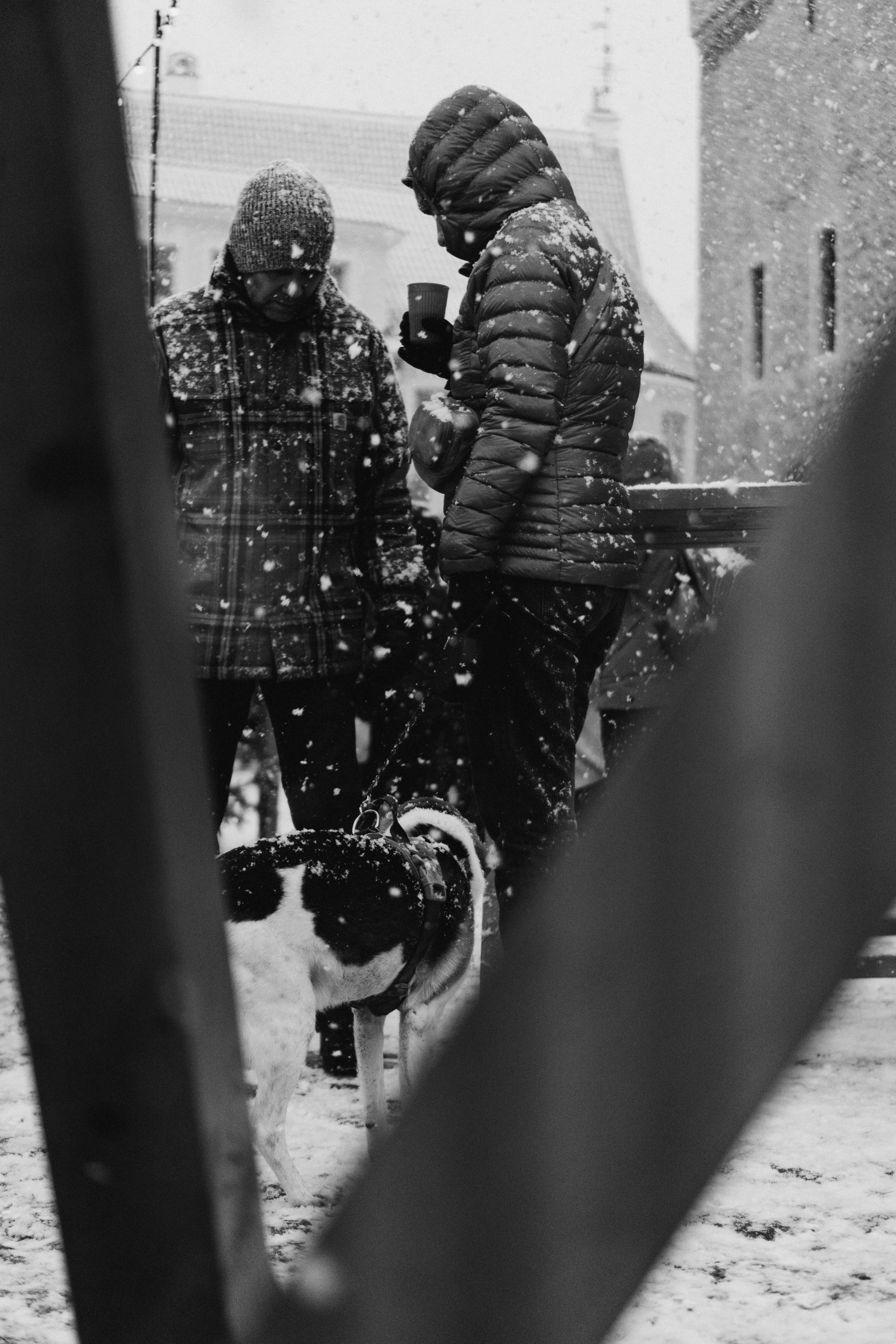 Dog Street Photography in Estonia. Kat Laisaar — Pet photographer in Tallinn