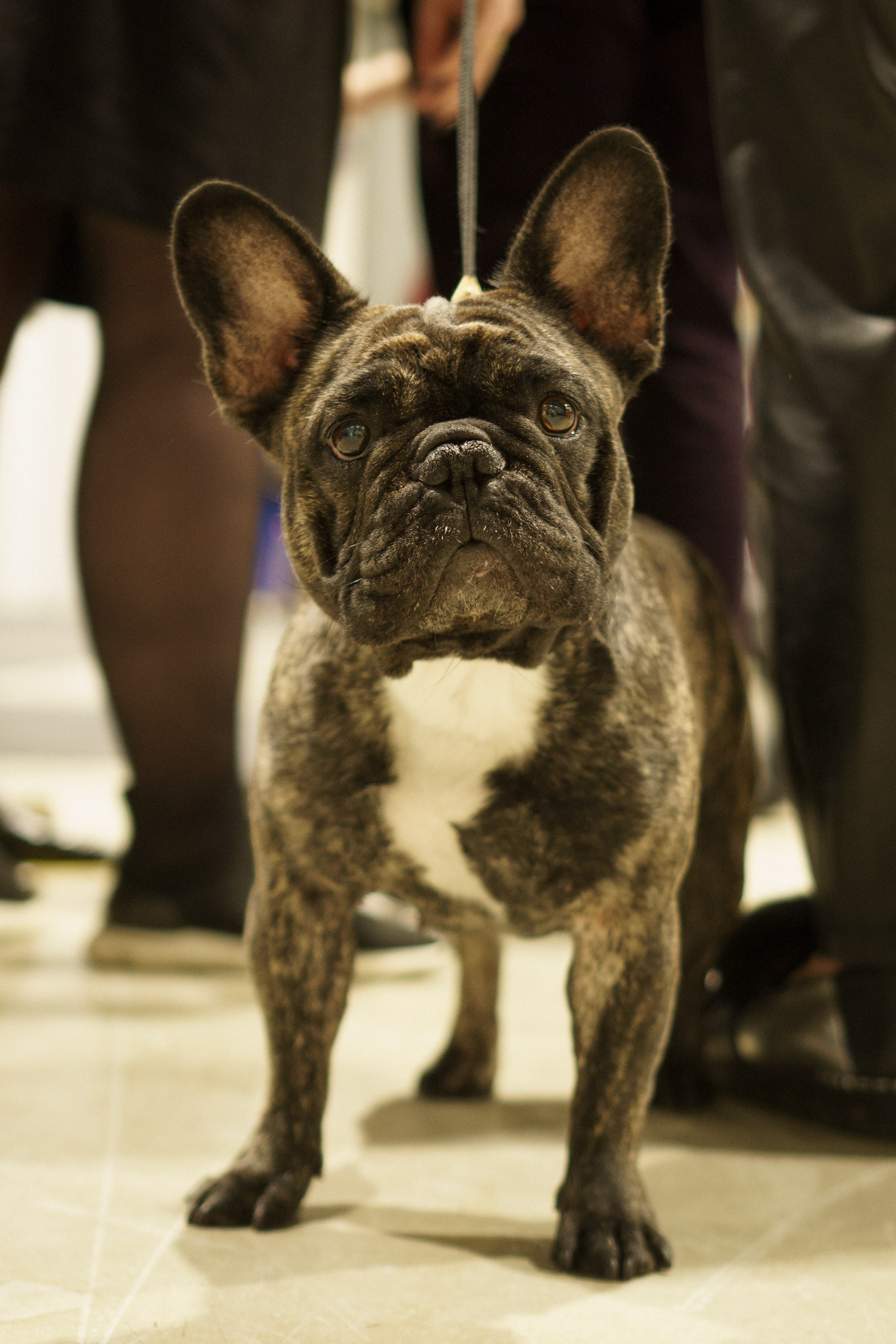 Tartu International Dog Show. Kat Laisaar — Pet photographer in Tallinn