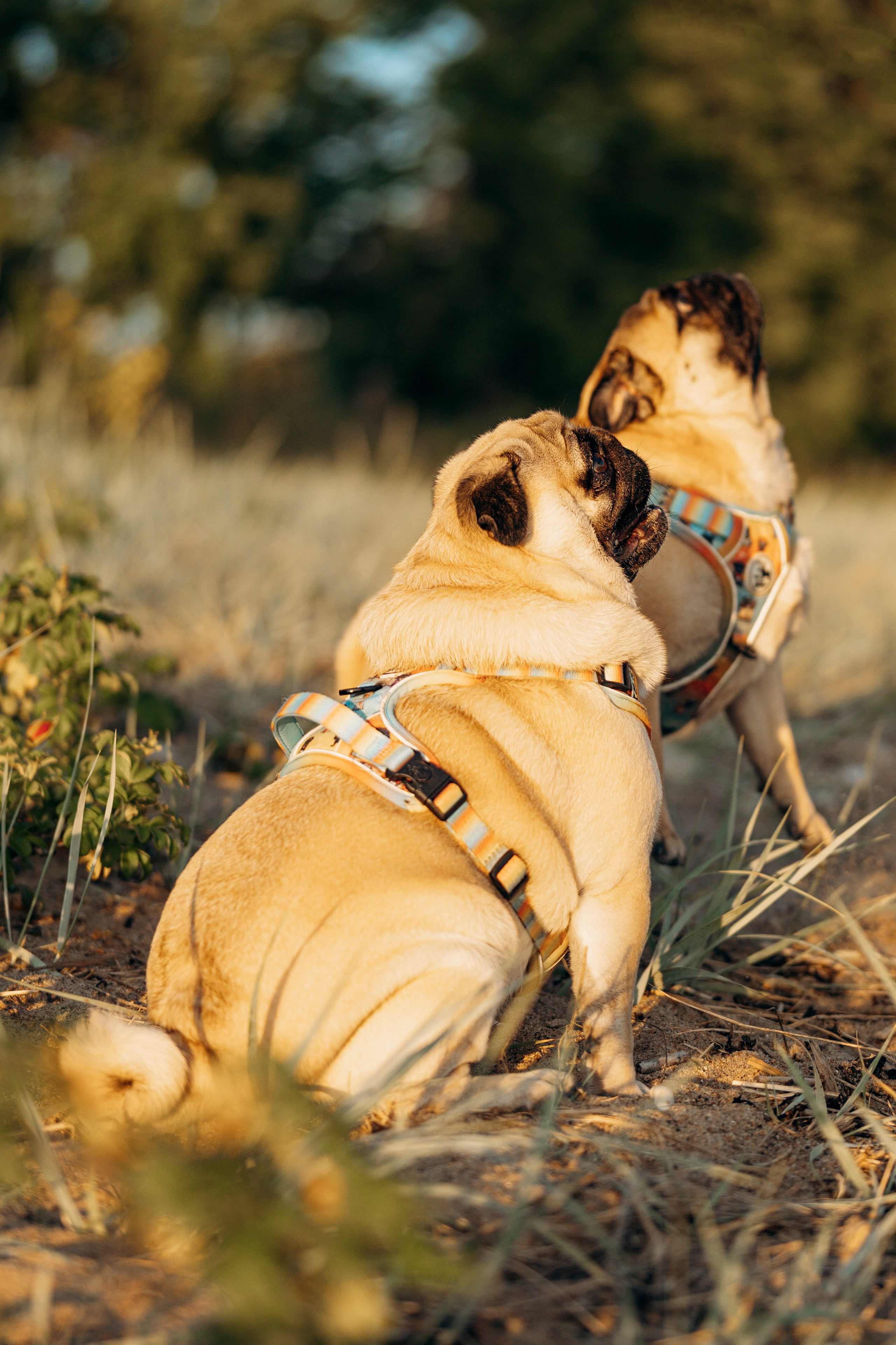 Frank, Tony, Katerina & Lev. Kat Laisaar — Pet photographer in Tallinn