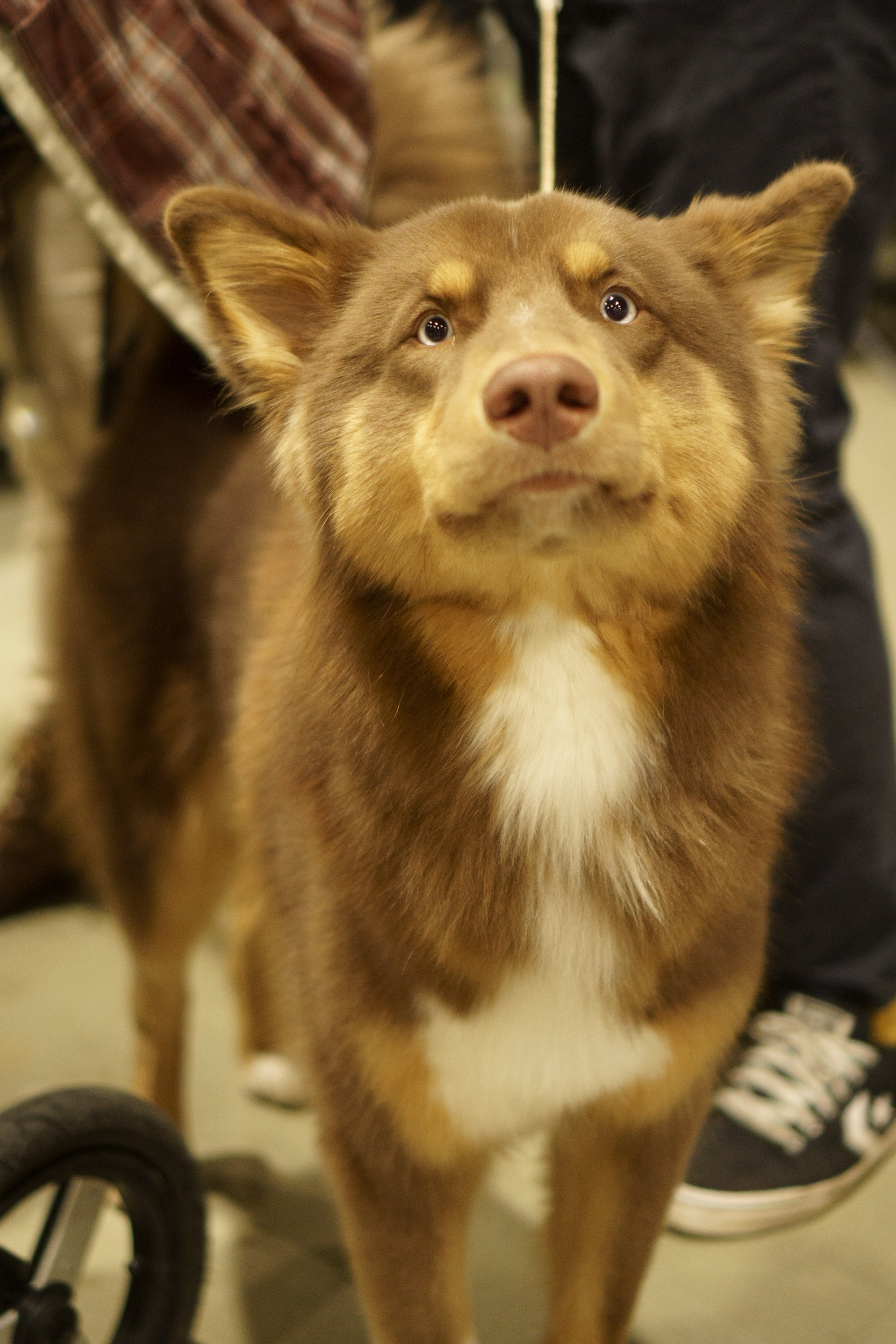 Tartu International Dog Show. Kat Laisaar — Pet photographer in Tallinn