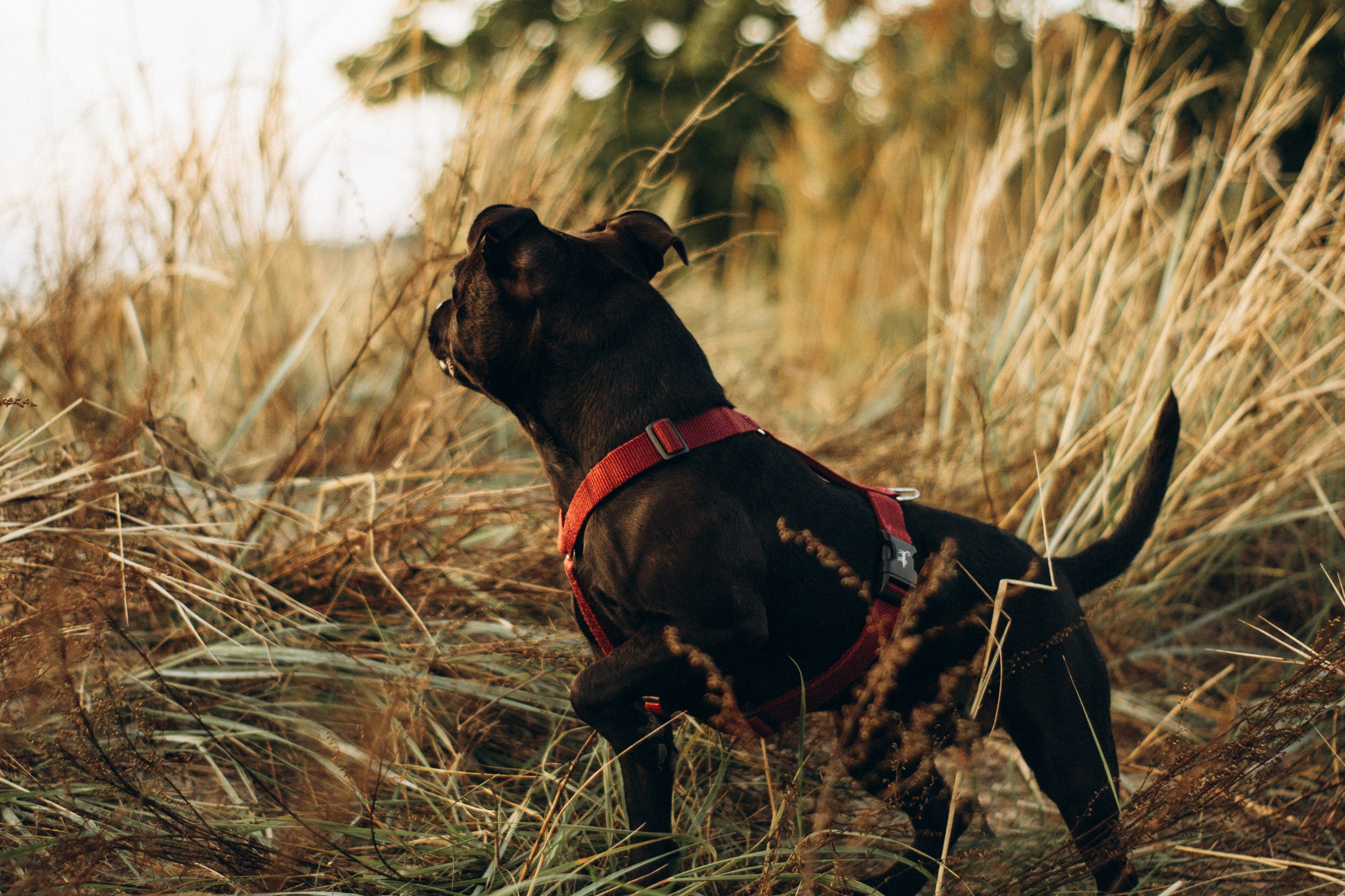 Severa and Barracuda, Staffordshire Bull Terriers. Kat Laisaar — Pet photographer in Tallinn