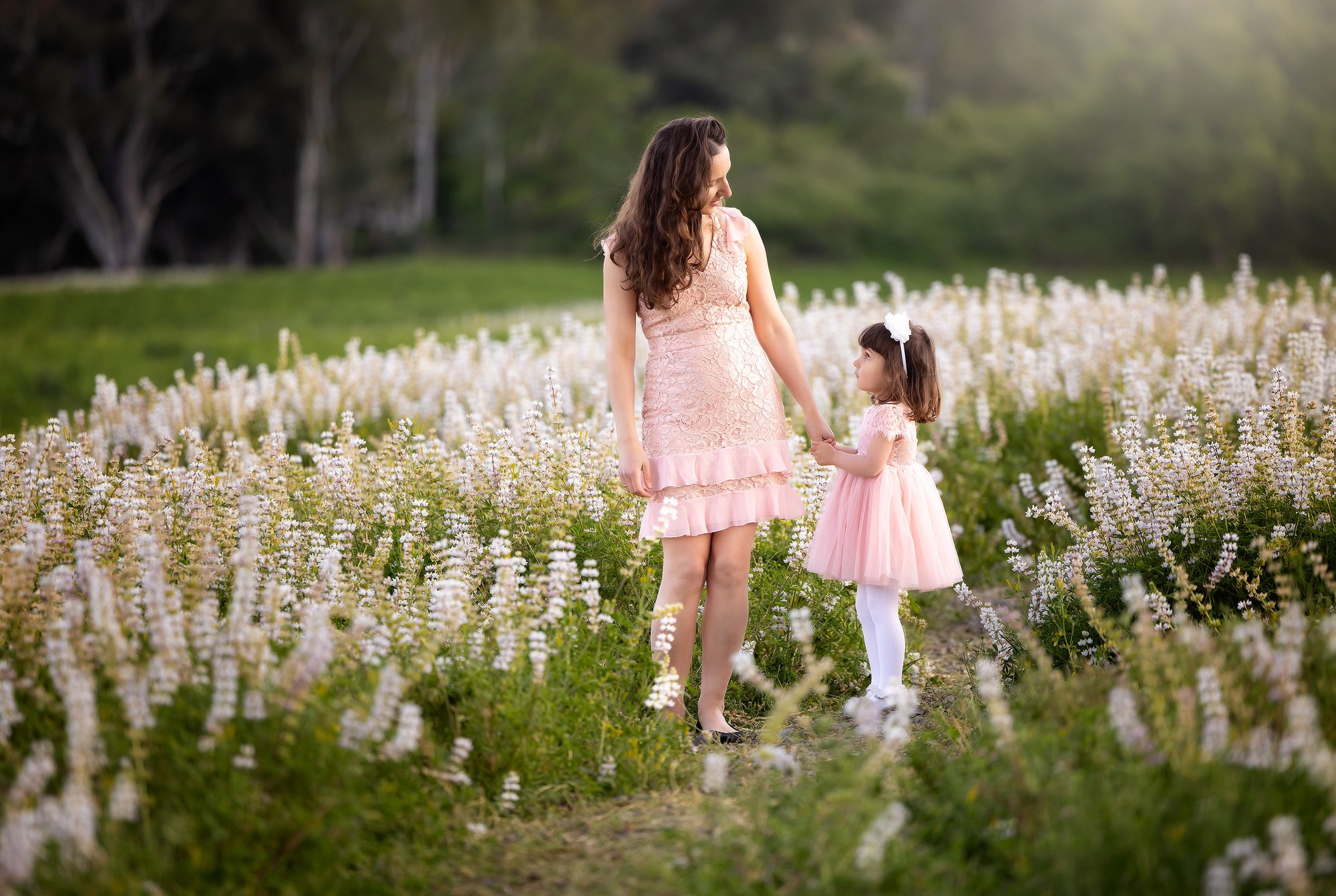 Lupines Story. Photographer is San Jose, Iryna Novosyolova