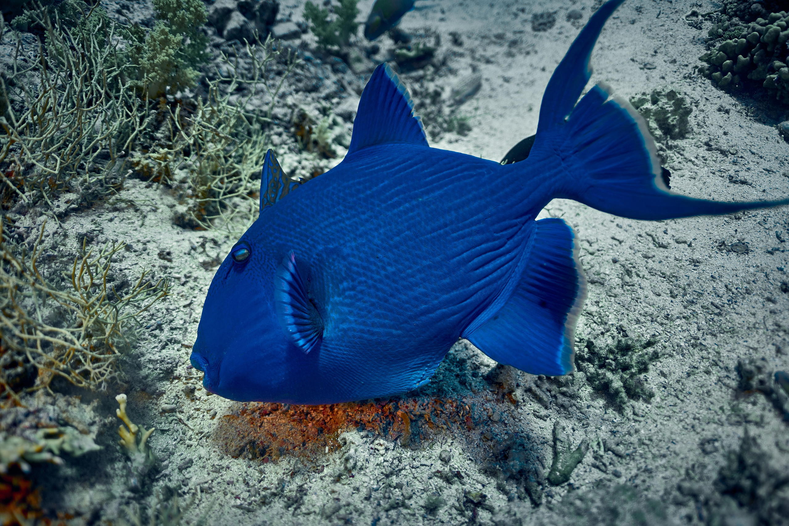 Mieszkańcy mórz. Andriej Szypilow — Photography & Videography