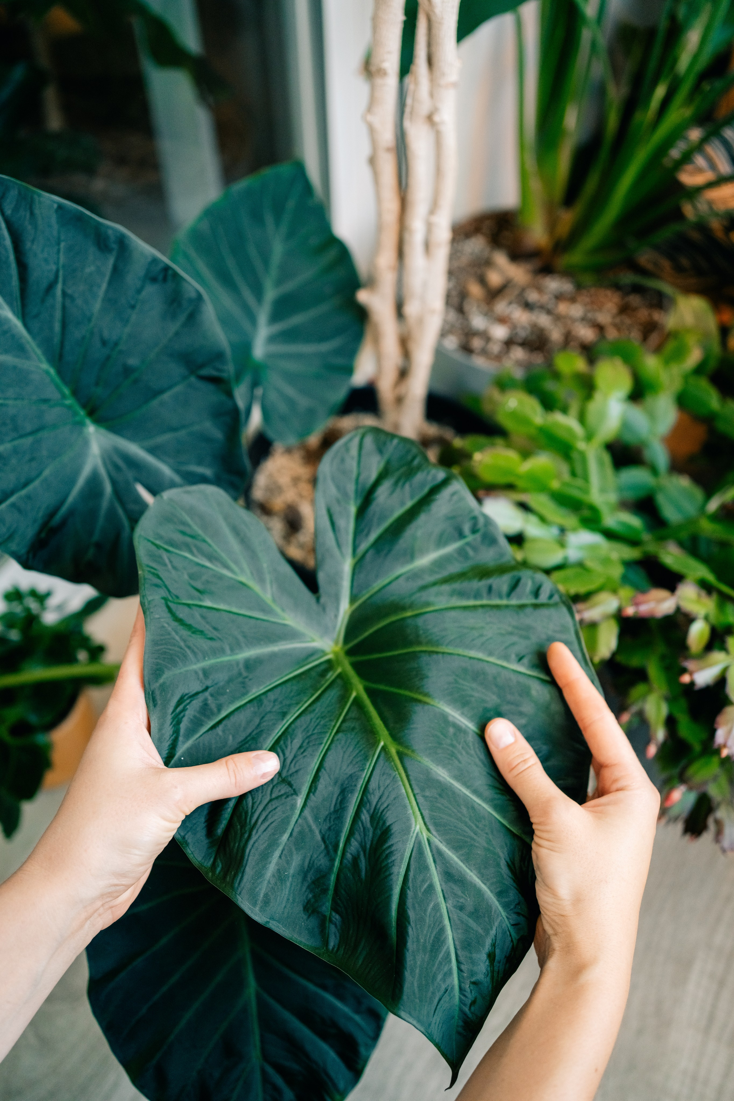 No Drama Plants. Maria Sher. Fotógrafa profissional do Porto, Portugal