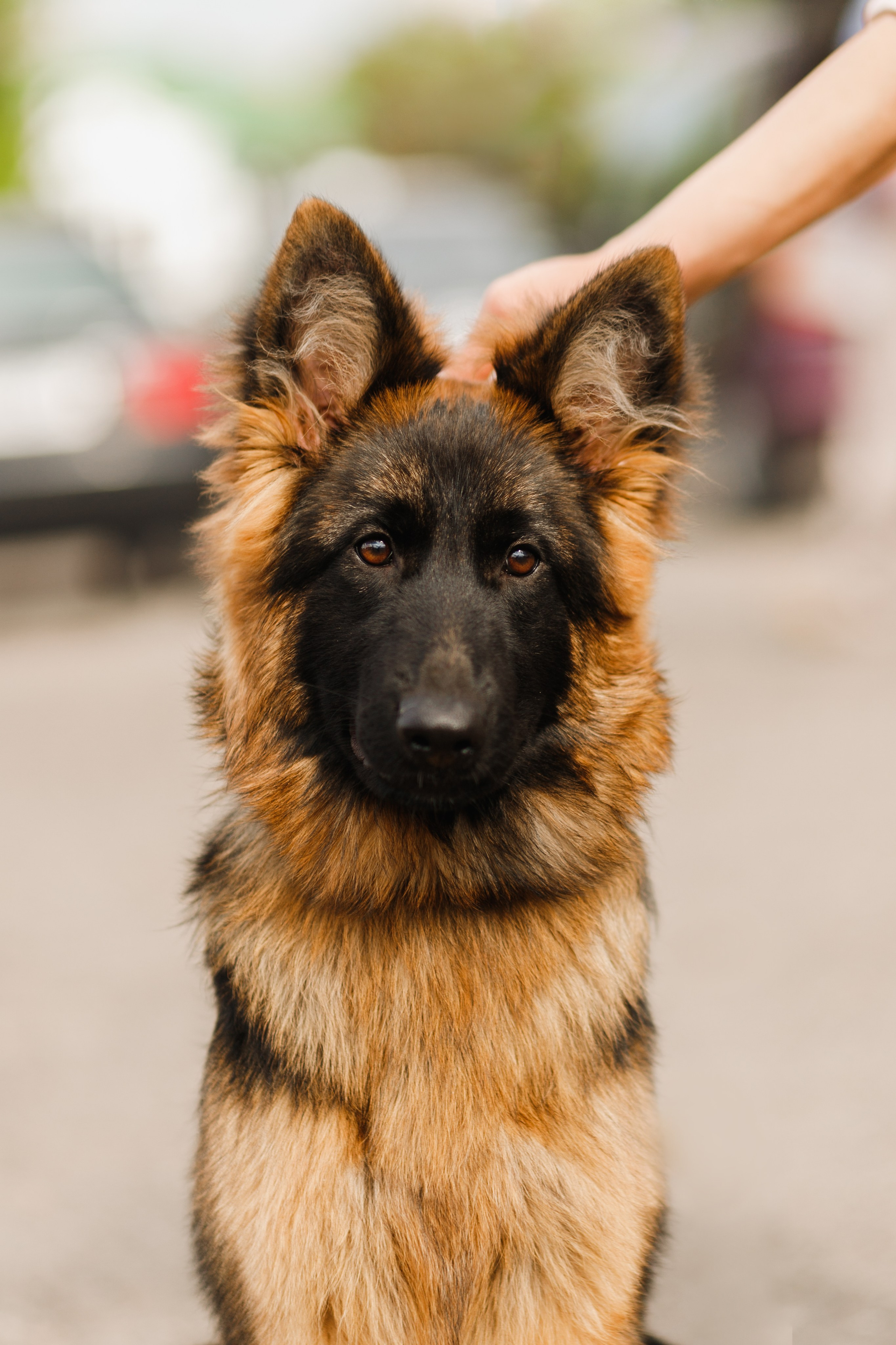 Dog shows | the best ones. Kaja | fotograf psów we Wrocławiu