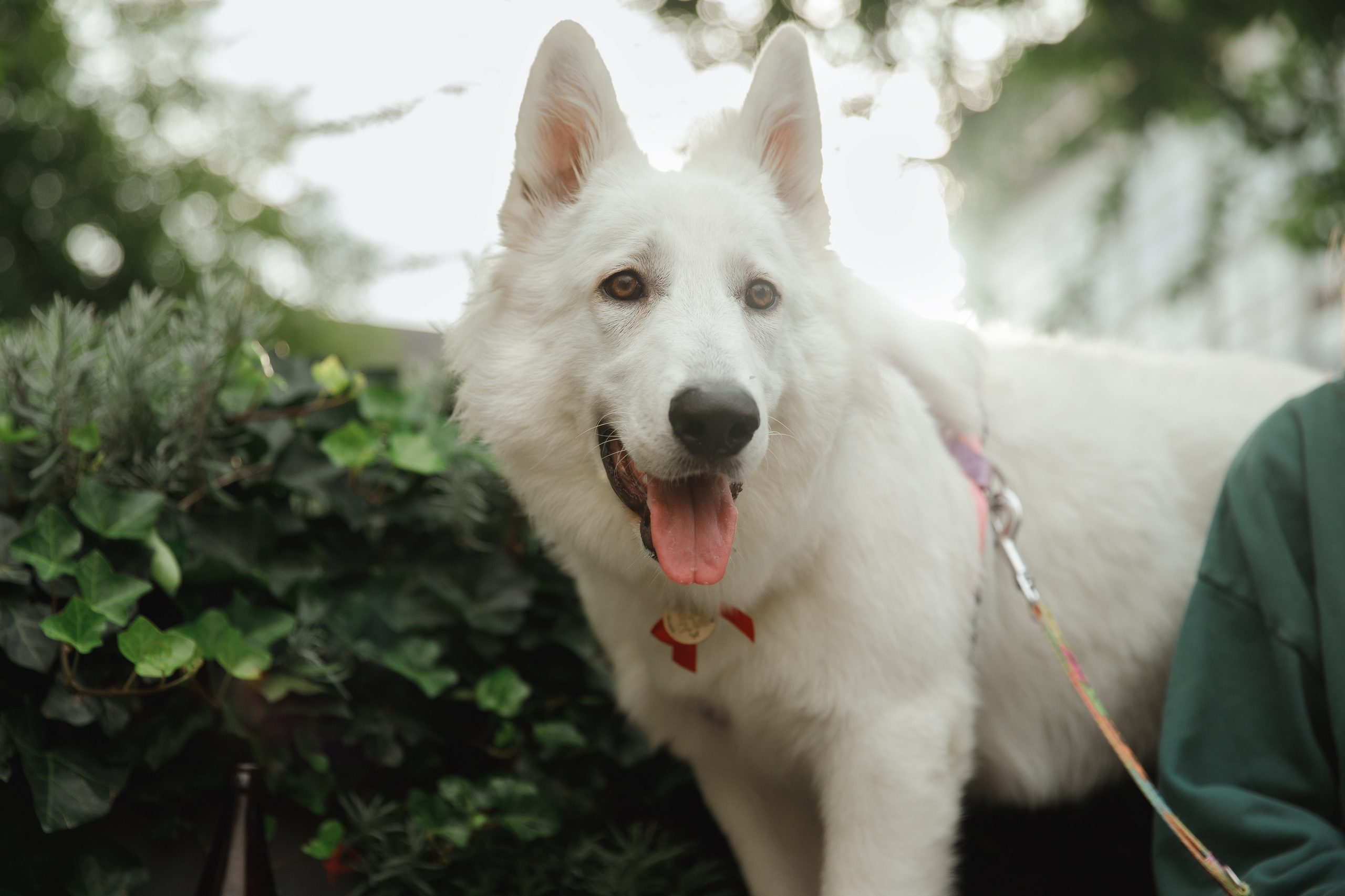 Astra in Leipzig. Kaja | fotograf we Wrocławiu | ludzie i psy