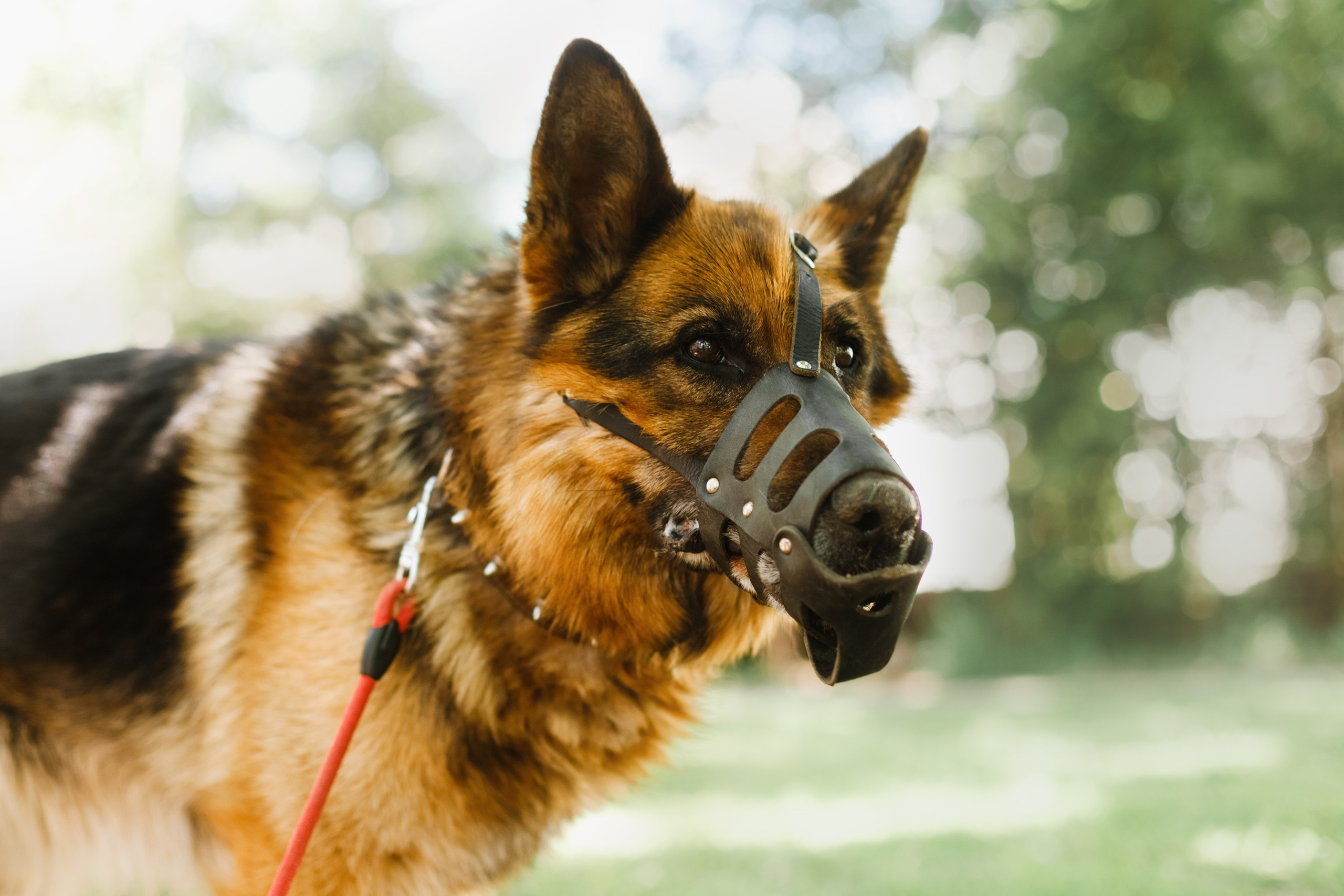 Dog trainer blog content. Kaja | fotograf we Wrocławiu | ludzie i psy