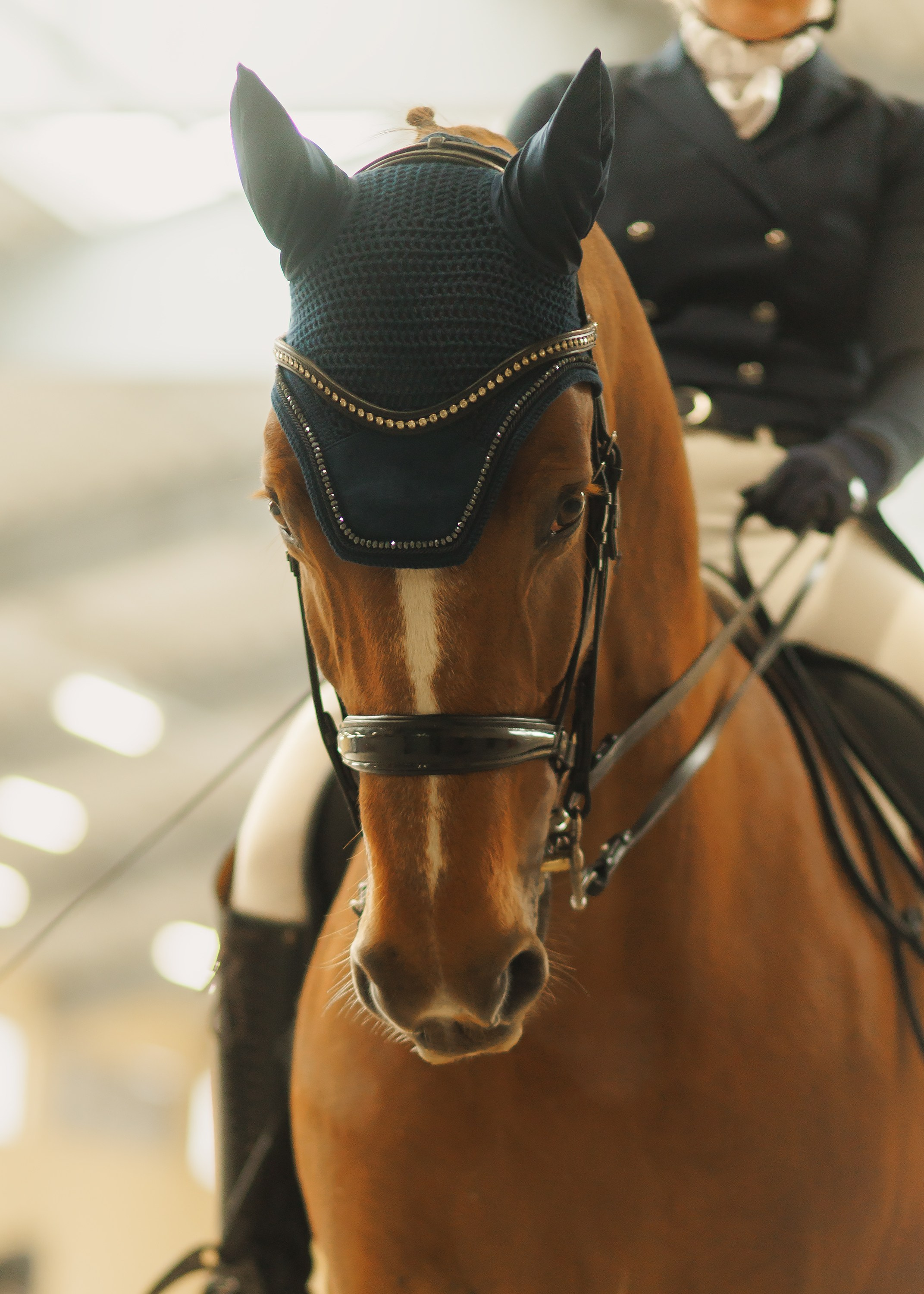 Fotografia koni Wrocław \ ujeżdżenie, Partynice. Kaja | fotograf we Wrocławiu | ludzie i psy