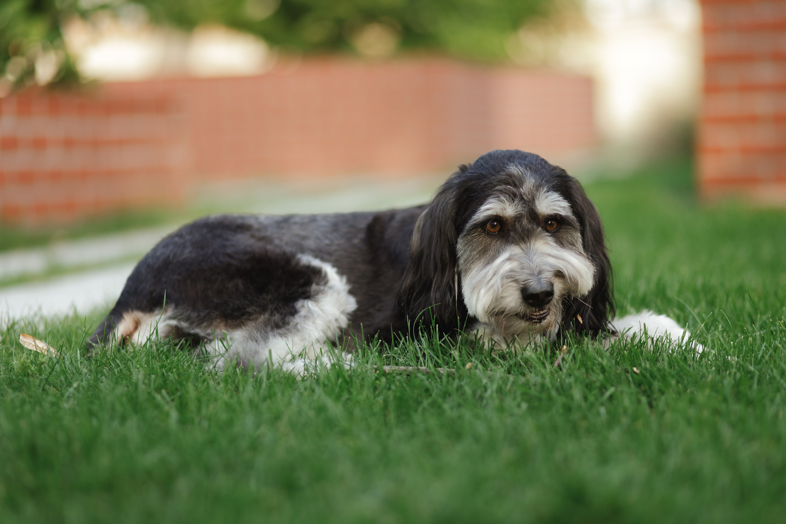 Lera & Flora. Kaja | fotograf we Wrocławiu | ludzie i psy