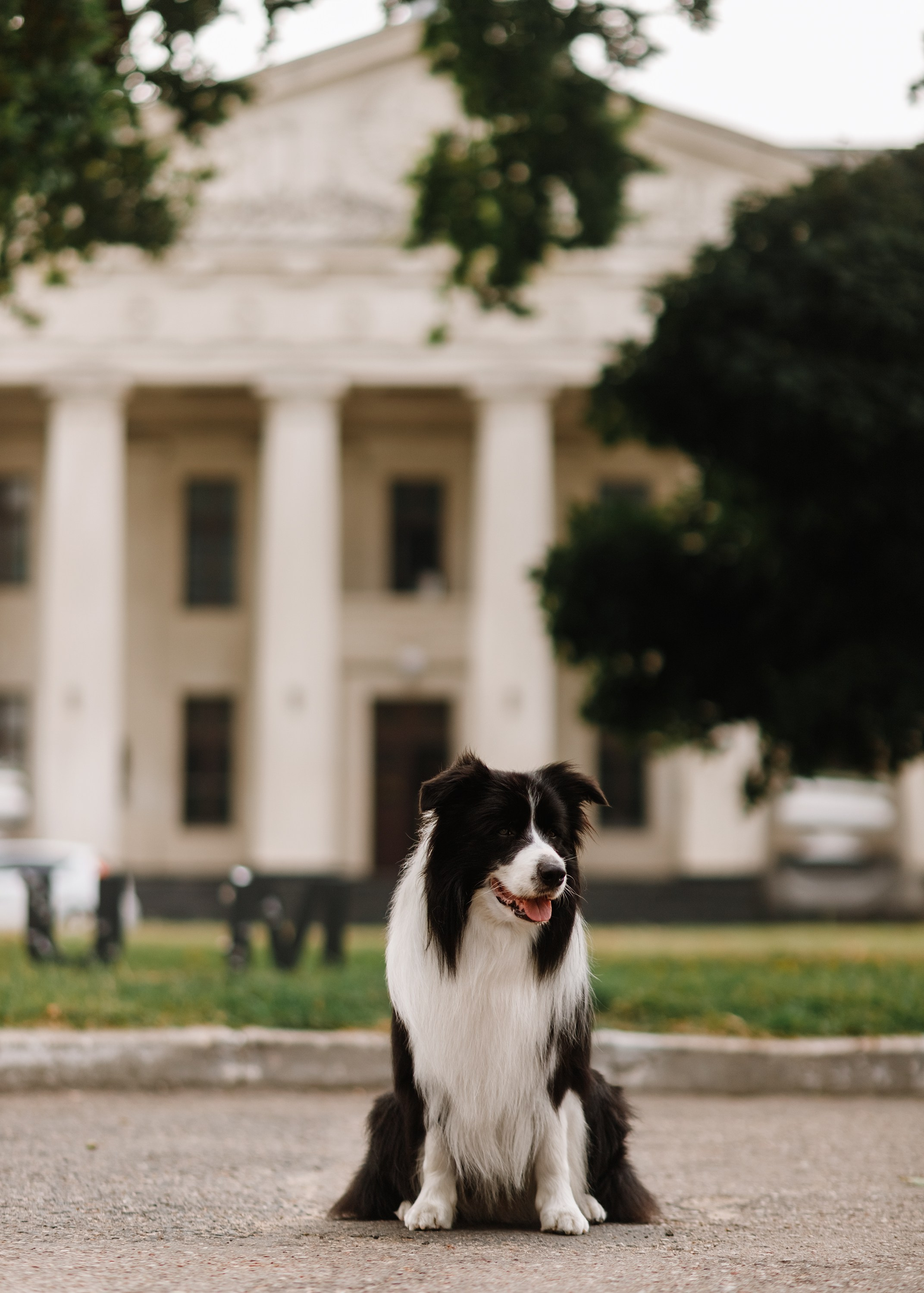 Evgenia & Richard. Kaja | fotograf we Wrocławiu | ludzie i psy