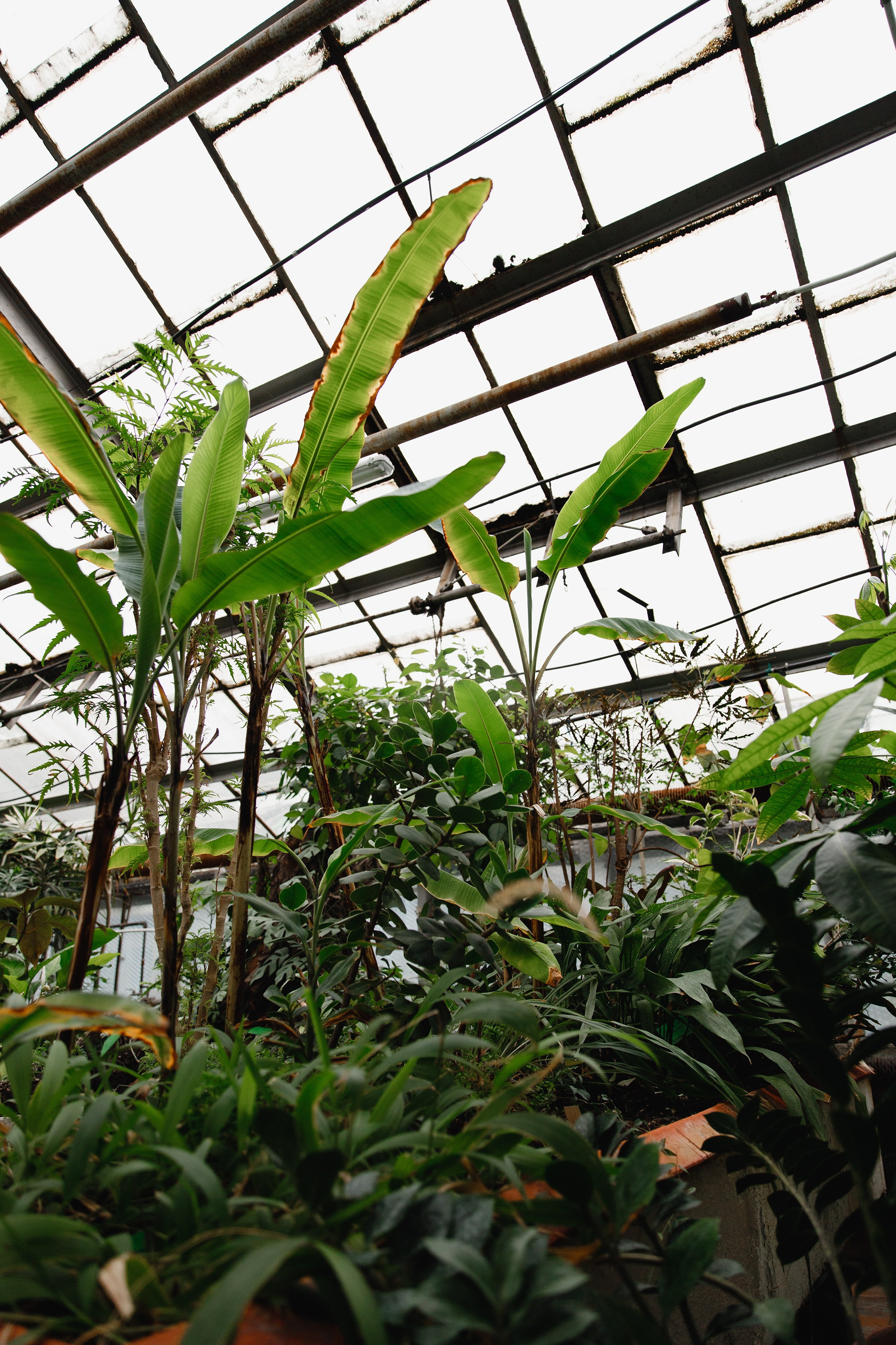 Botanical garden in Wroclaw. Kaja | fotograf we Wrocławiu | ludzie i psy