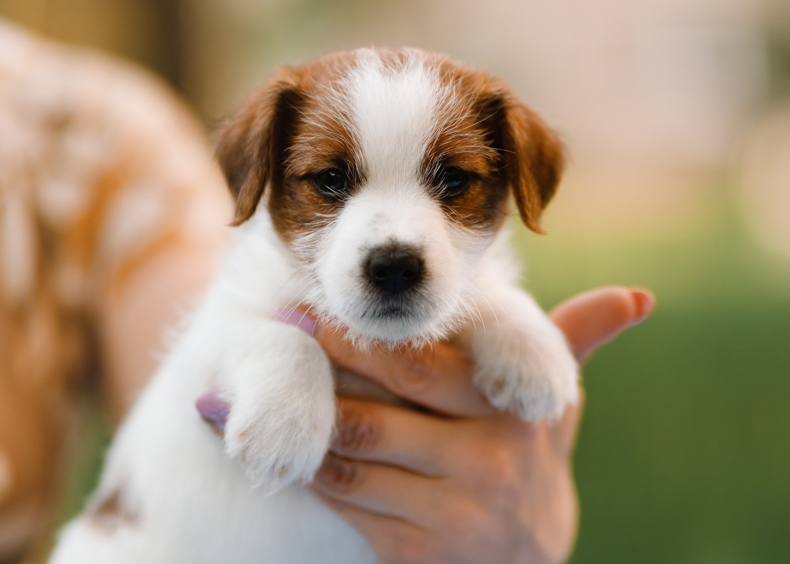 Jack russel puppies. Kaja | fotograf we Wrocławiu | ludzie i psy