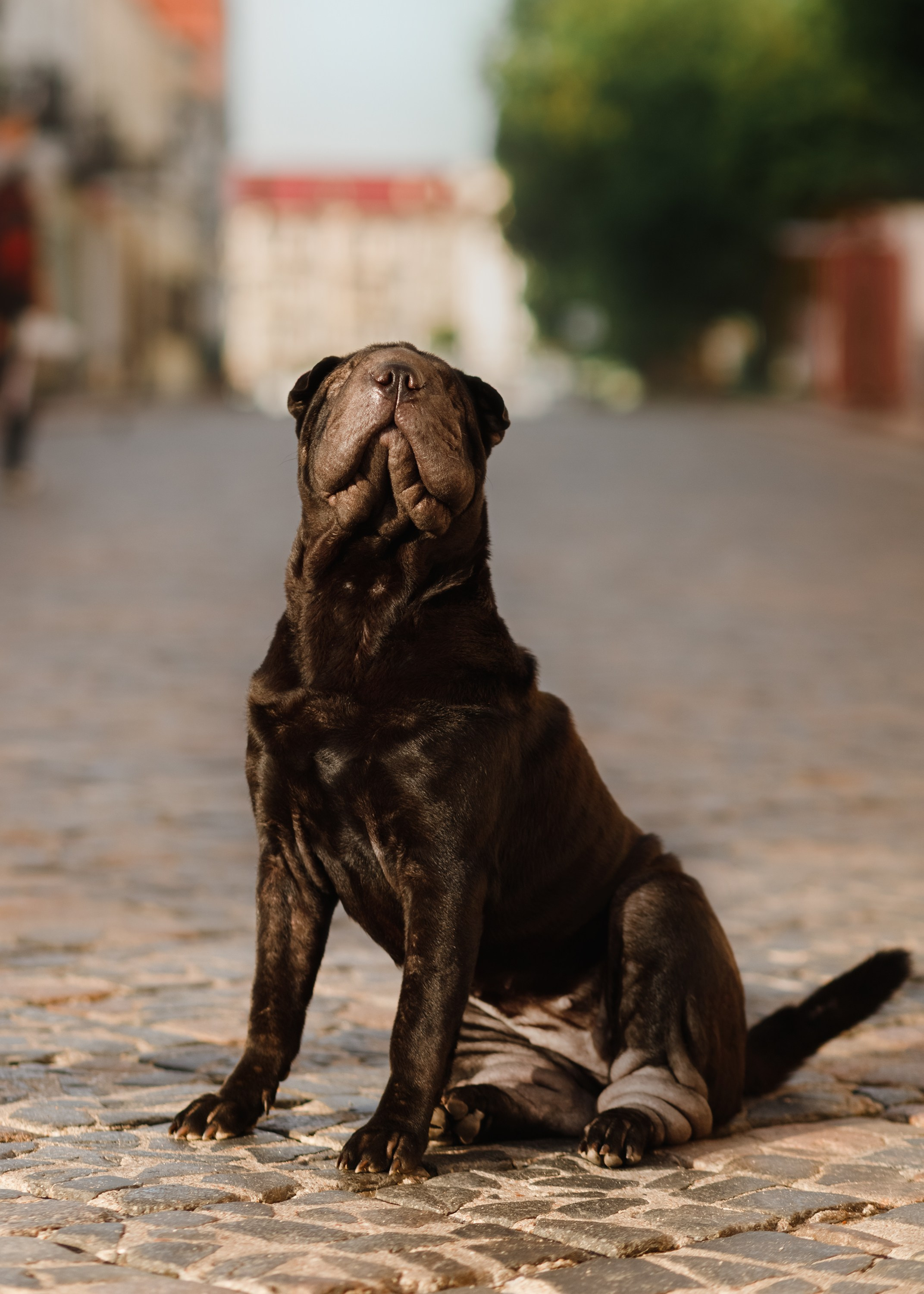 Shar pei in the city. Kaja | fotograf psów we Wrocławiu